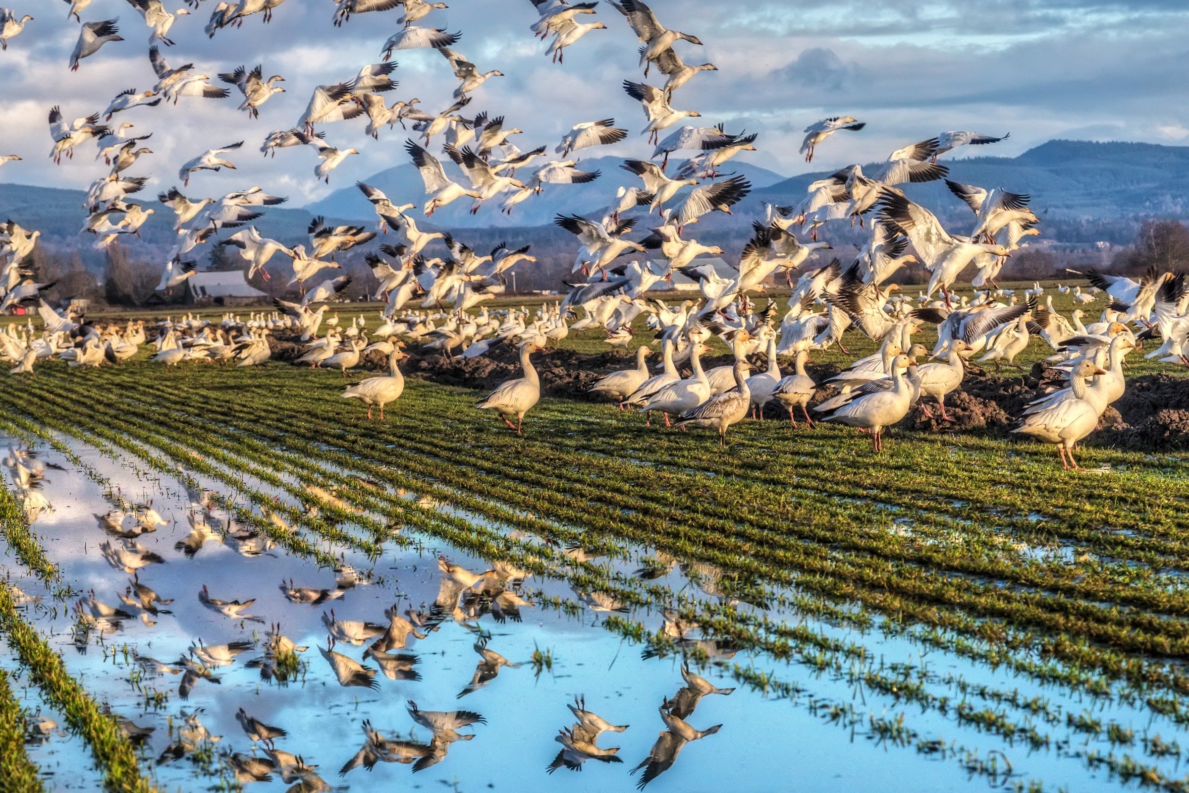 snow-geese.jpg
