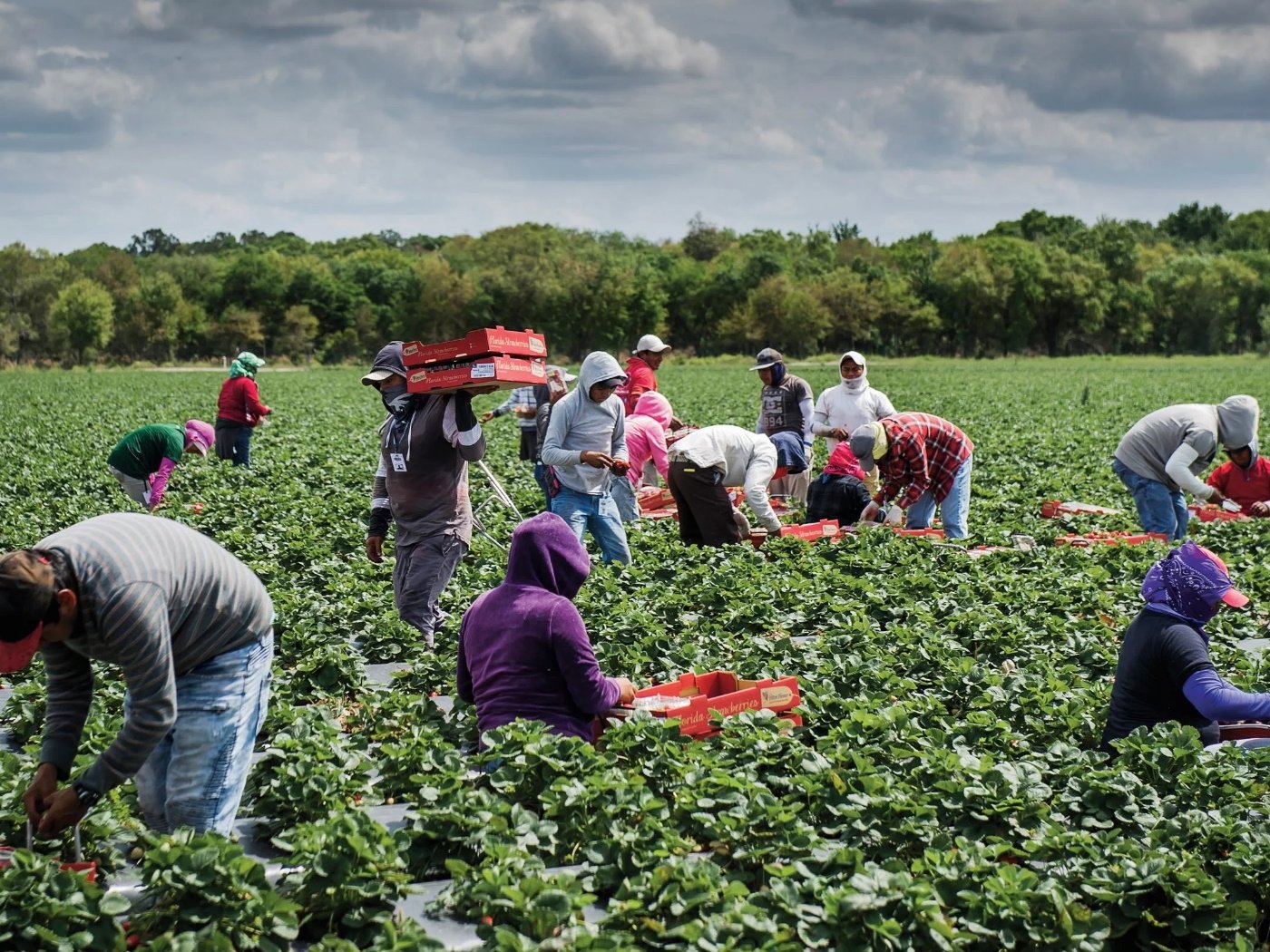Farmworkers.jpg