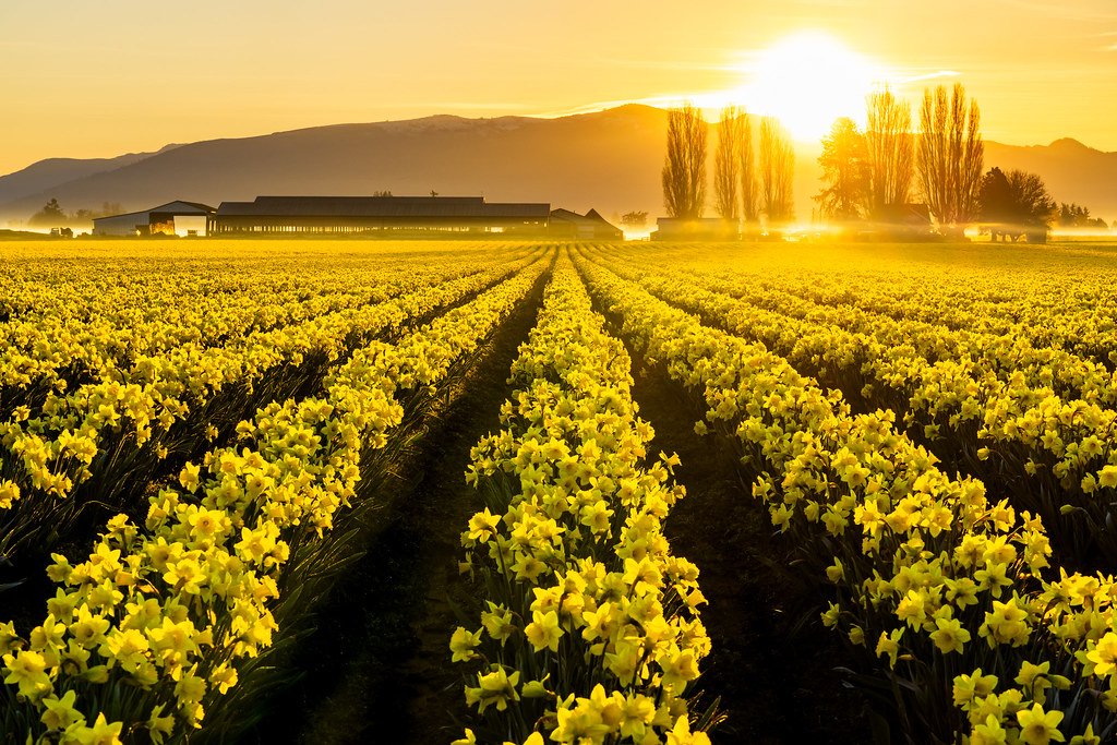 Daffodils.jpg