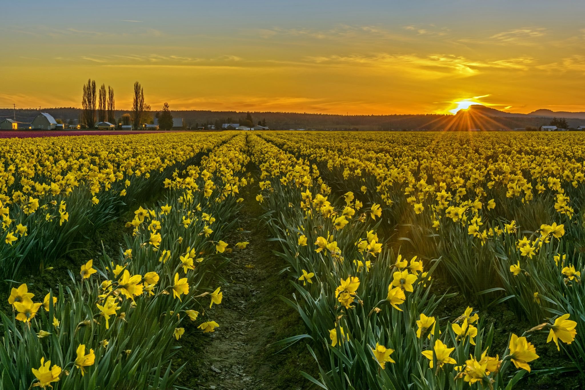 skagit-valley-daffodils-usa.jpeg