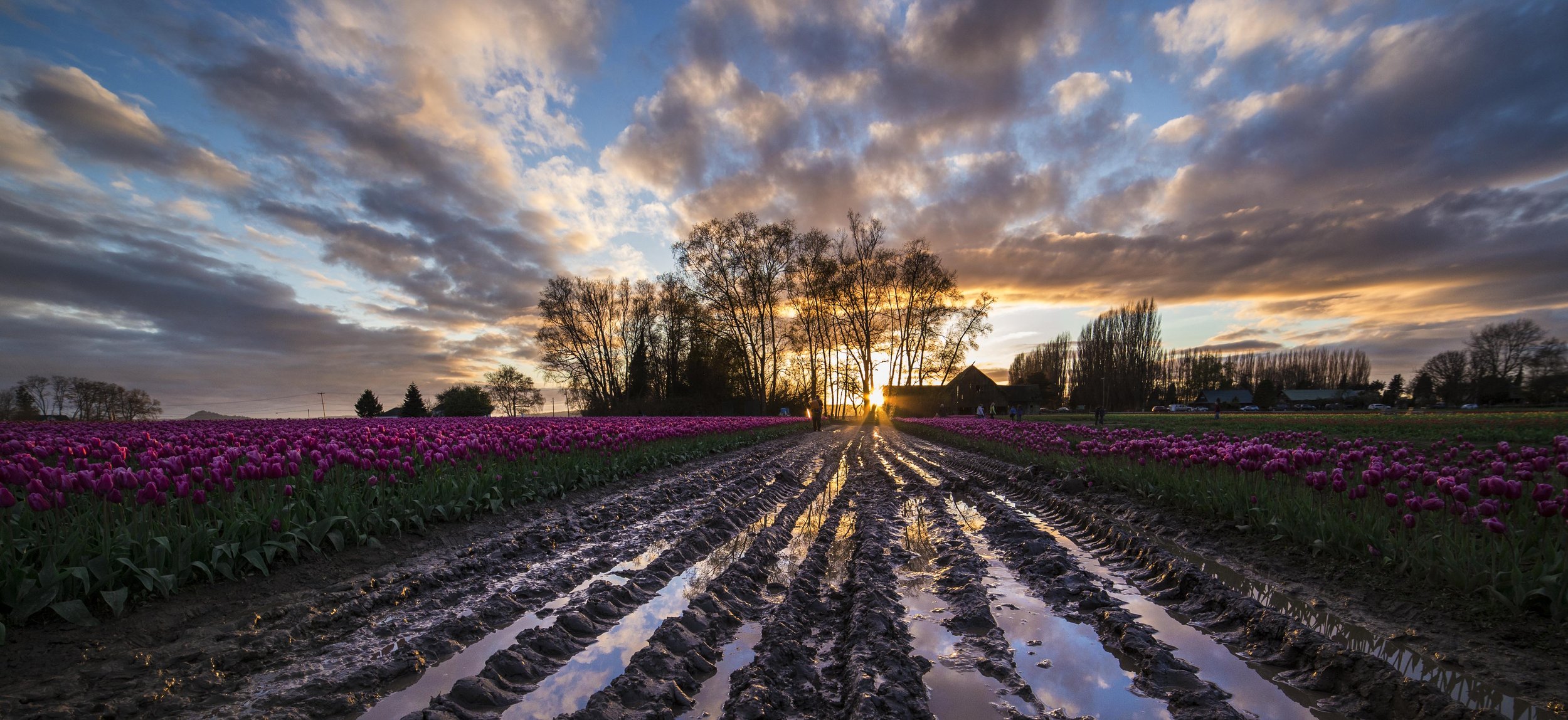 Tulips- Skagit.jpg