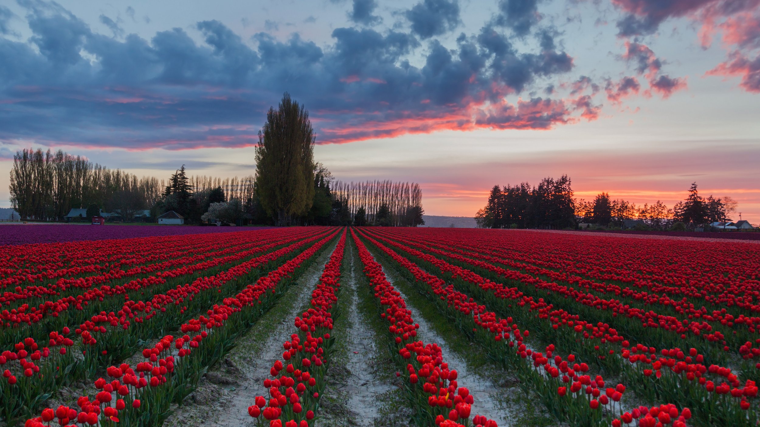 Tulips Skagit.jpg