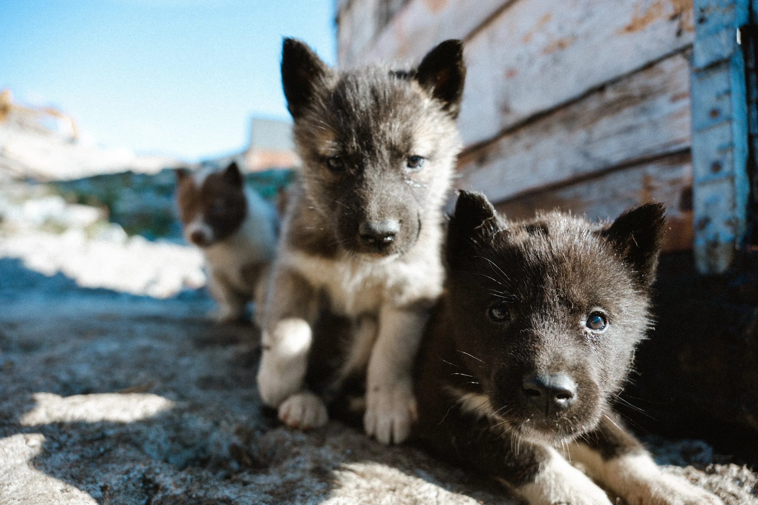 Three cute puppies outdoors near a wooden wall, two close up and one in the background.