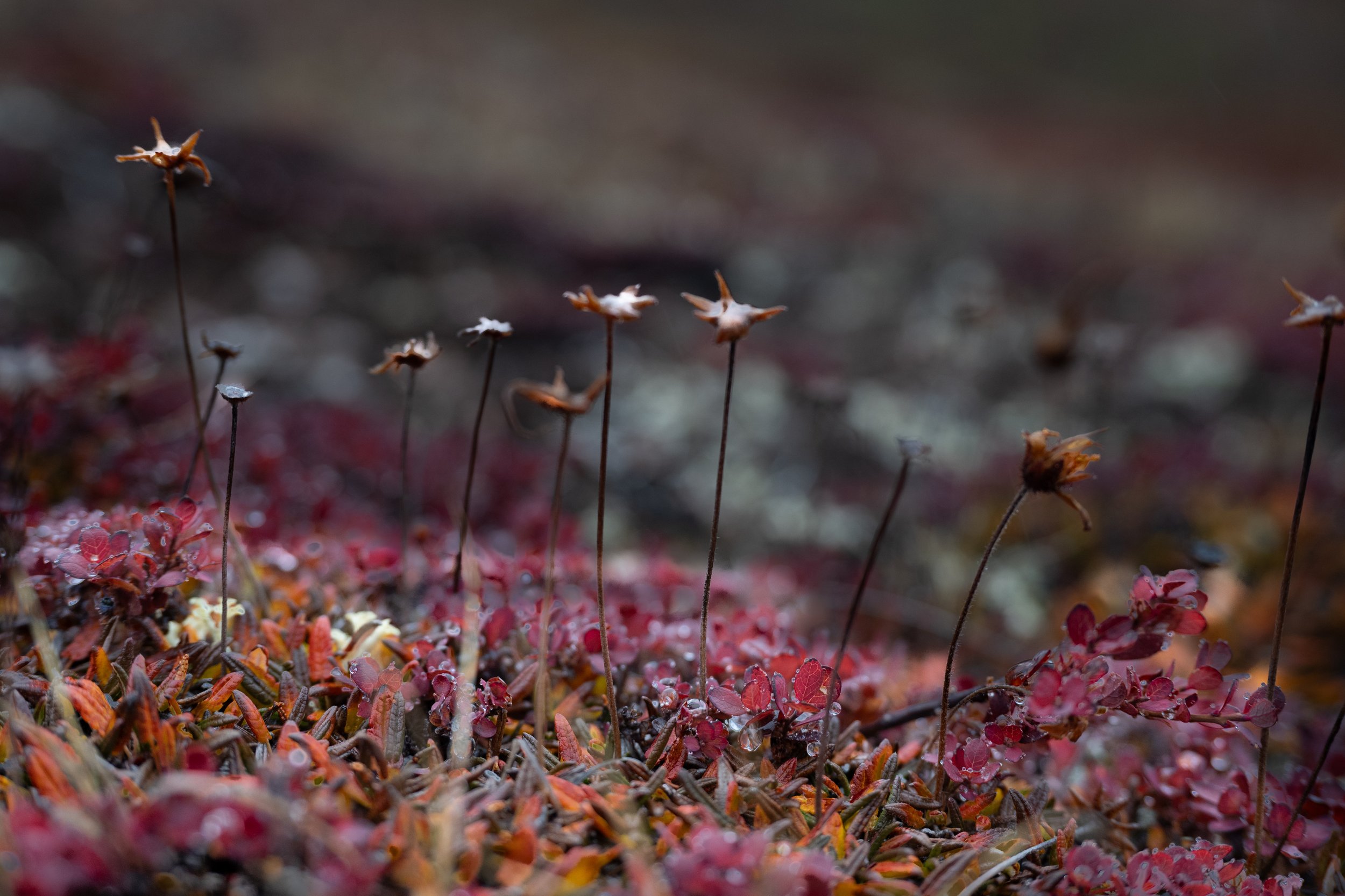 DSC_5211.jpg