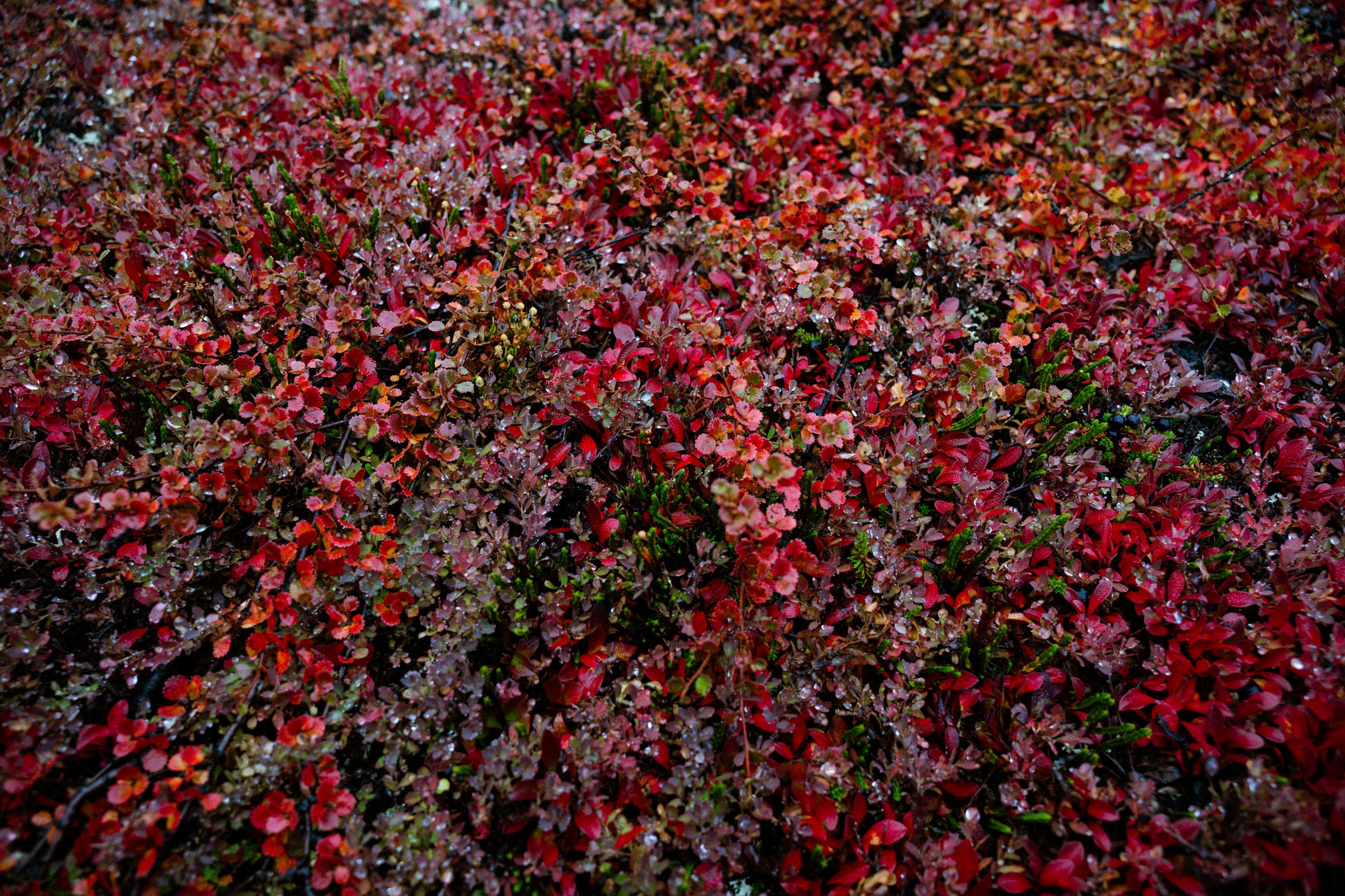 DSC_5229.jpg