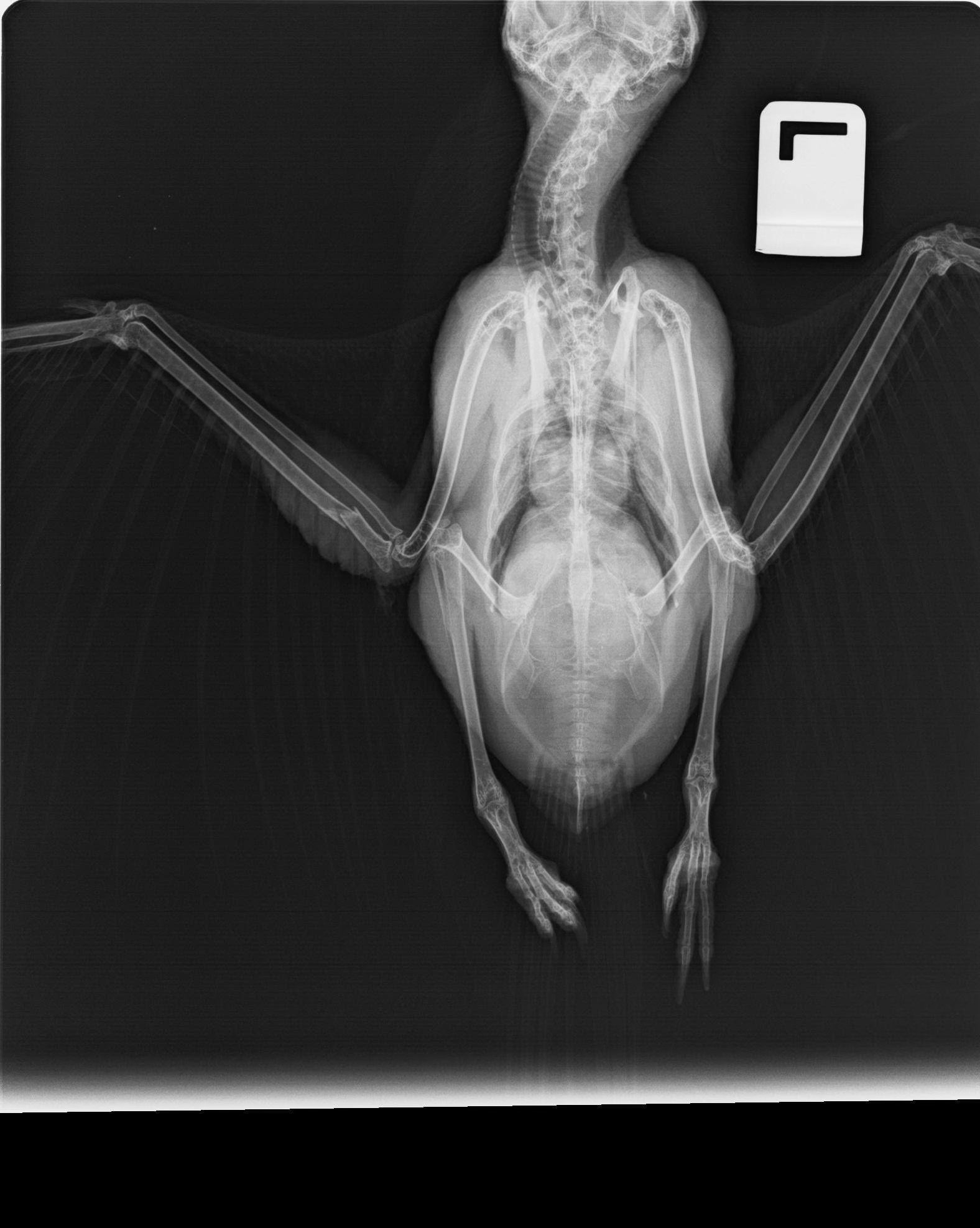 X-ray image of a bird with wings extended, showing skeletal structure.
