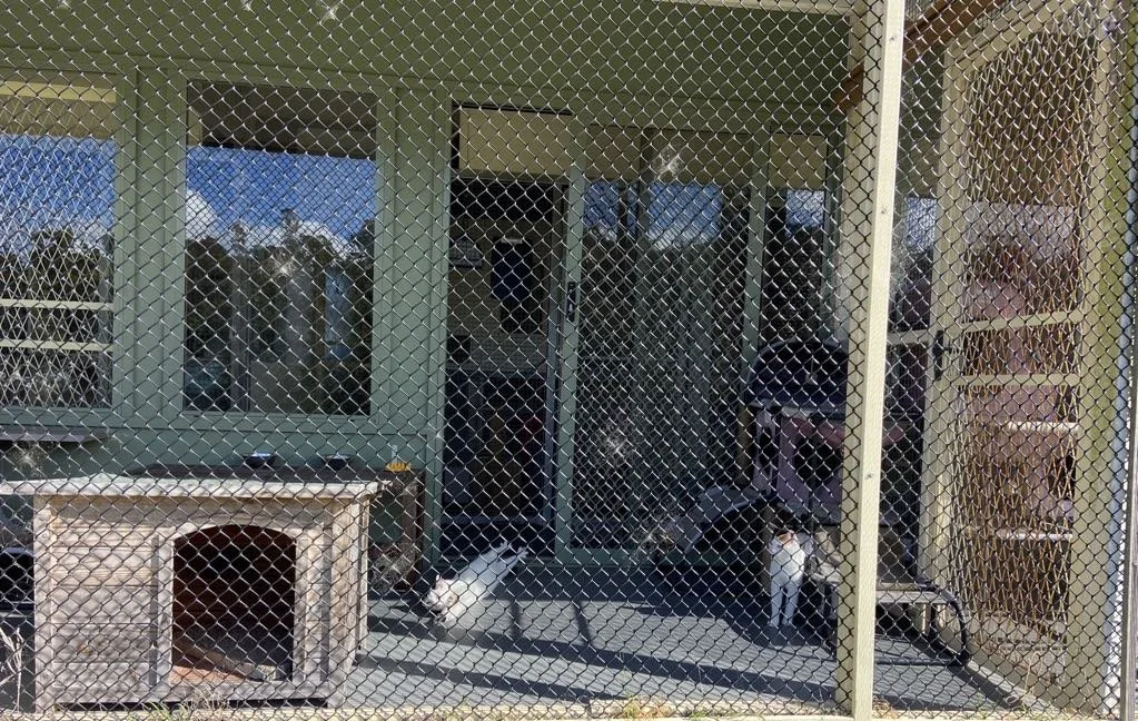 A fenced outdoor area with multiple cats, a wooden cat house, and a cat scratching post, with a view of blue sky and trees in the background.