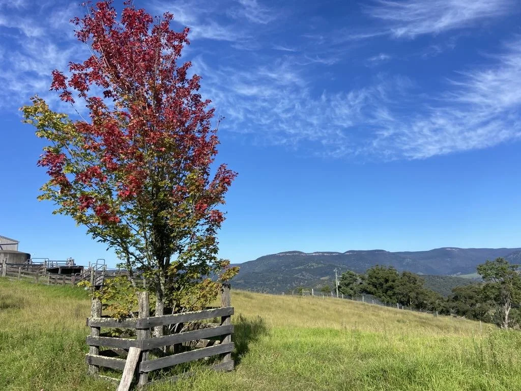 A colorful tree with red and green leaves surrounded by a wooden fence on a grassy hill, with mountains and a blue sky with clouds in the background.