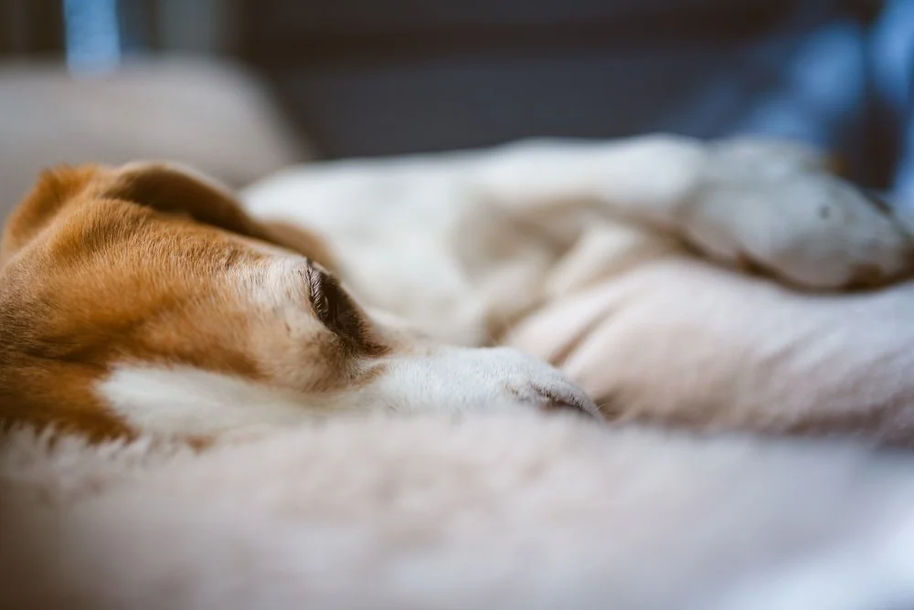 Blessing for the Animals: Gentle Crossing