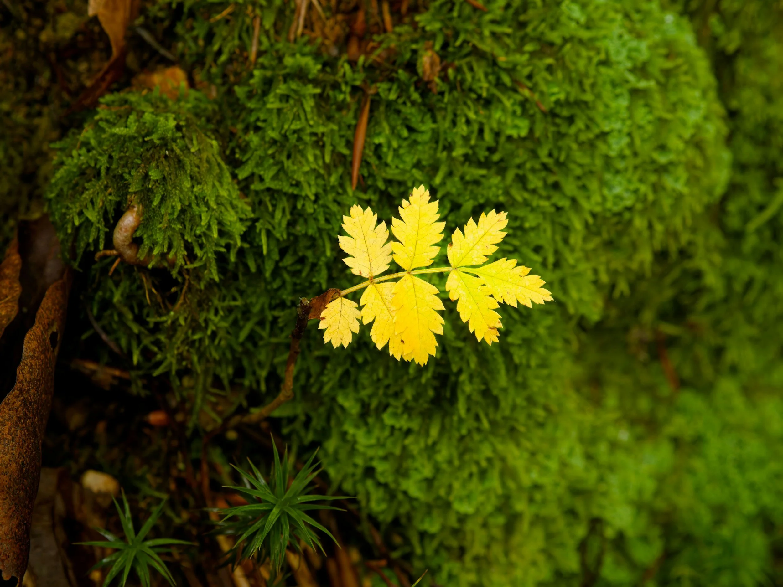 Beyond Reiki: Why I No Longer Work Within Lineage-Based Healing