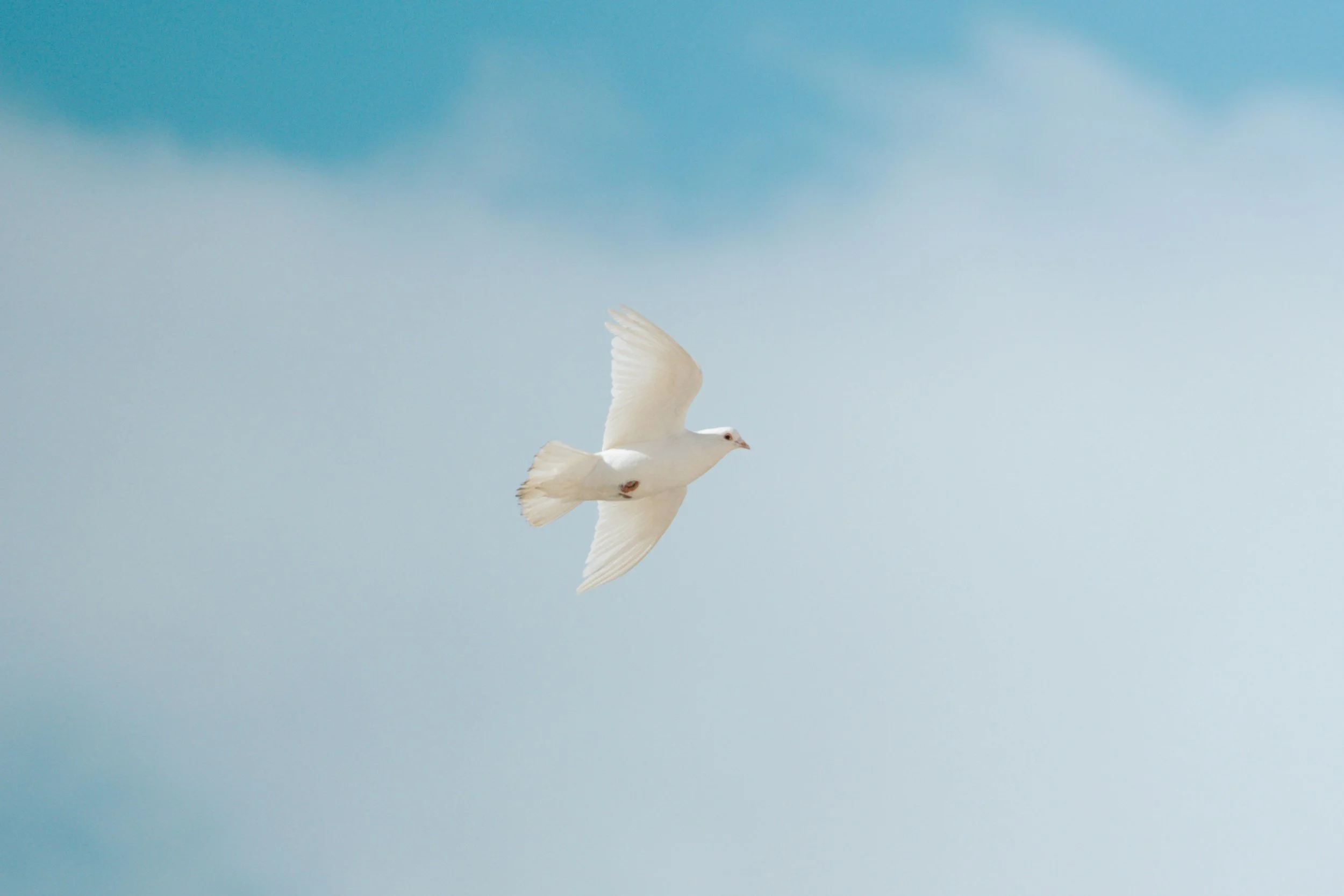 The Realization of Awakening: A Call to Action