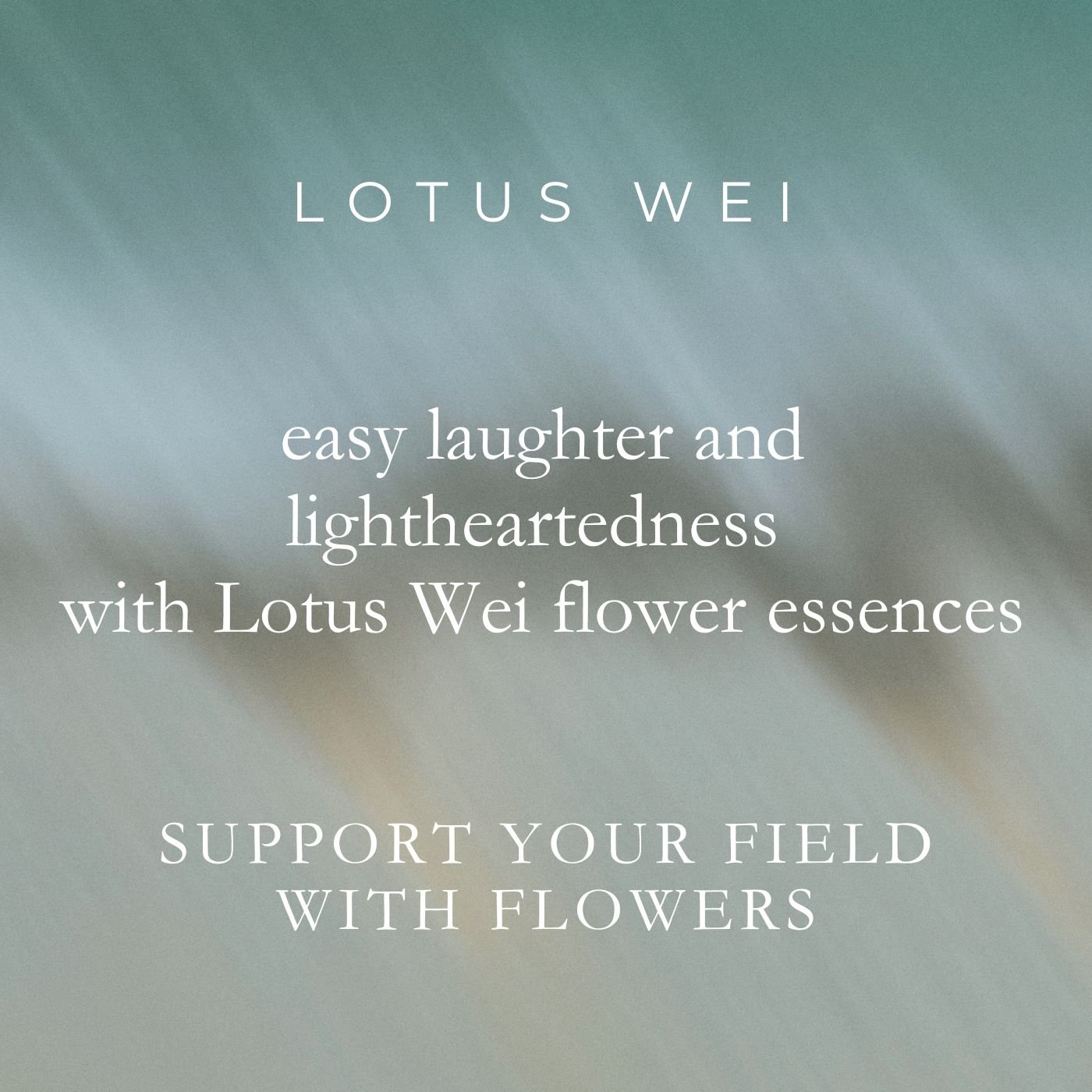 LOTUS WEI thumbnail 2026.jpg