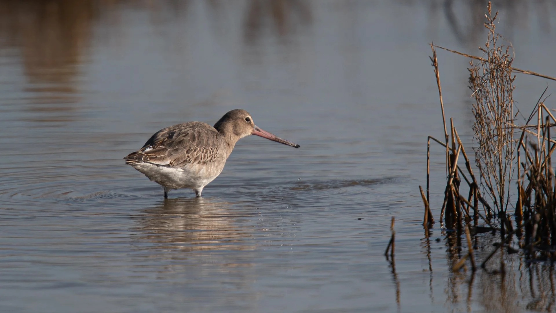 Black Tailed Godwit, in the early morning sunlight.