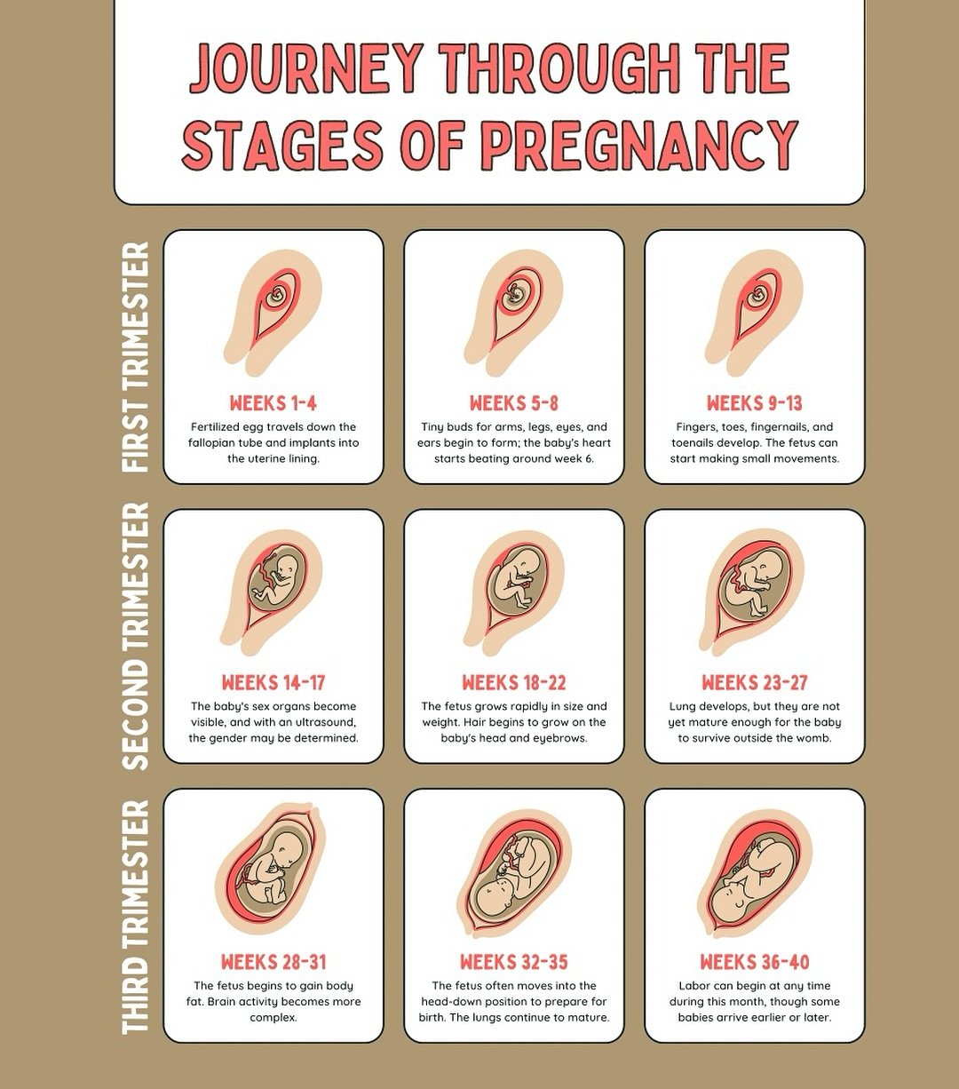 🌈✨ Journey Through the Stages of Pregnancy ✨🌈

Whether you&rsquo;re just finding out you&rsquo;re expecting or preparing for labor any day now this visual guide walks you through how your baby grows and develops week by week 💕

As a Birth &amp; Po