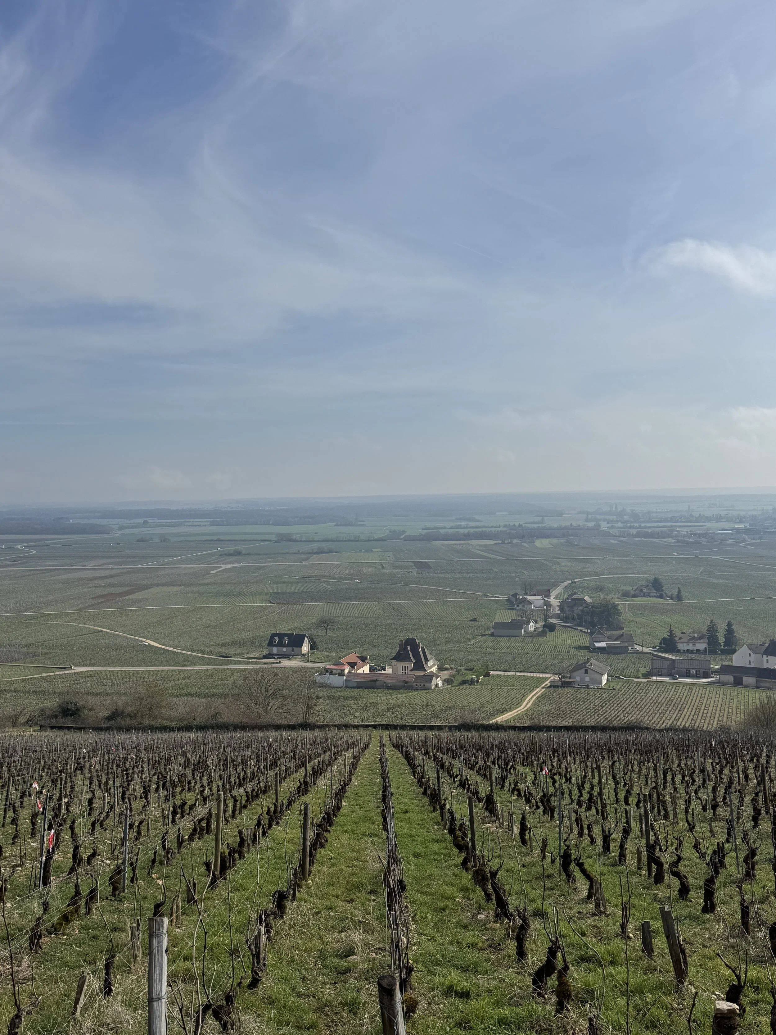 The Future of Burgundy