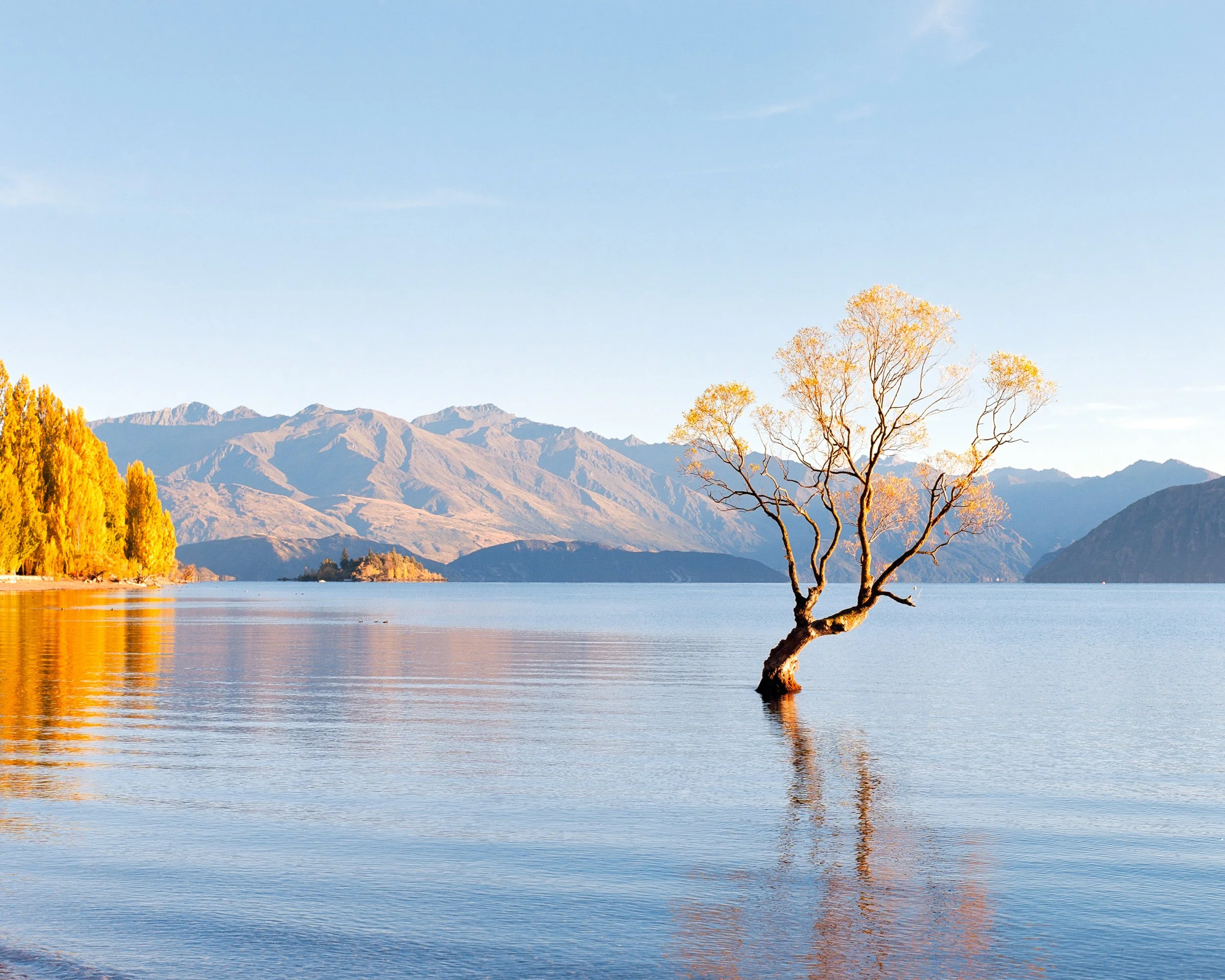 Wanaka Tree