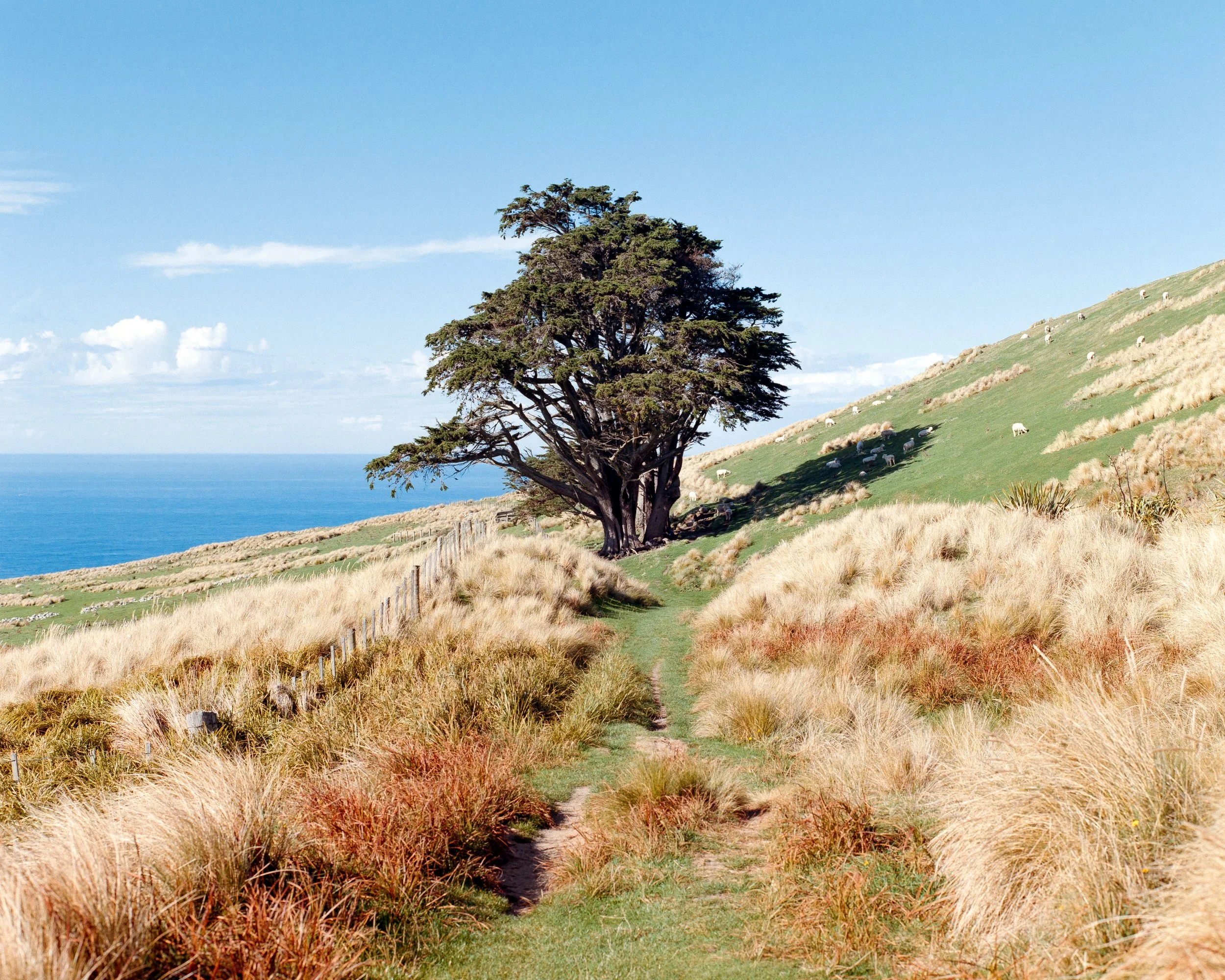 Otago Peninsula