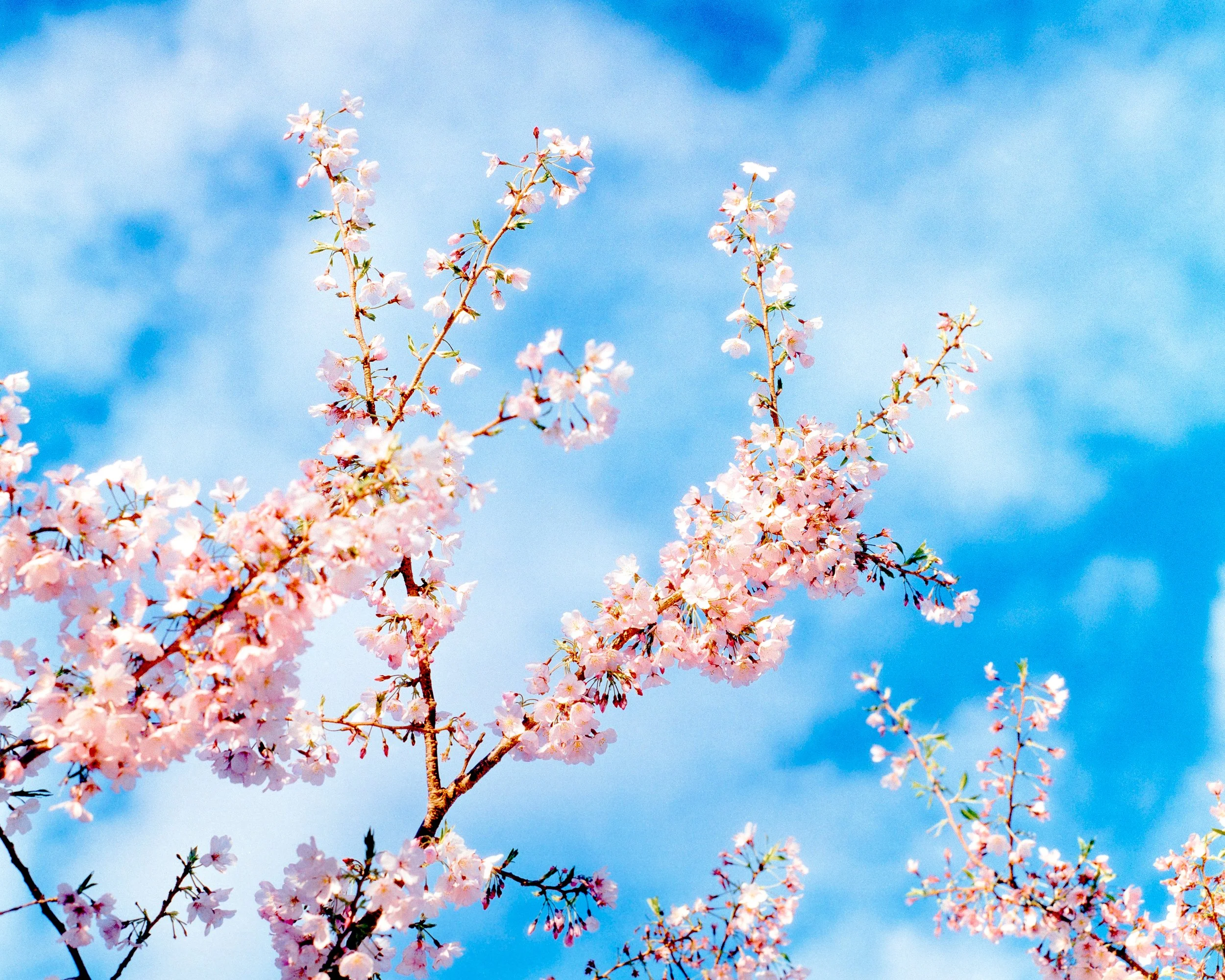 Cherry Blossoms, Ngaio