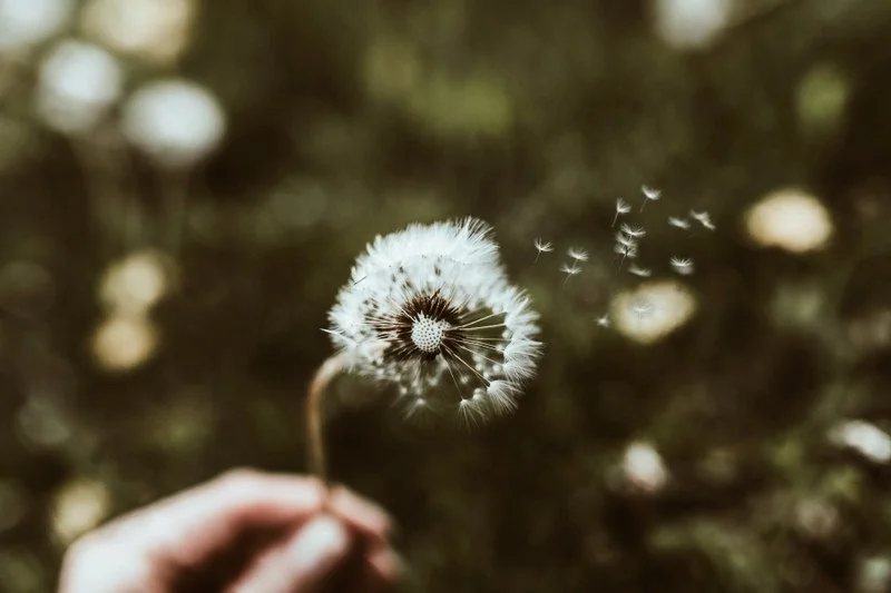 En hand håller i en tistel som är i färd att sprida sina frön i vinden.
