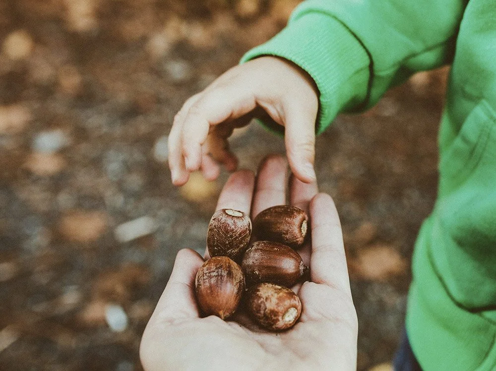 Två personer, en vuxen och ett barn, som håller kastanjer.