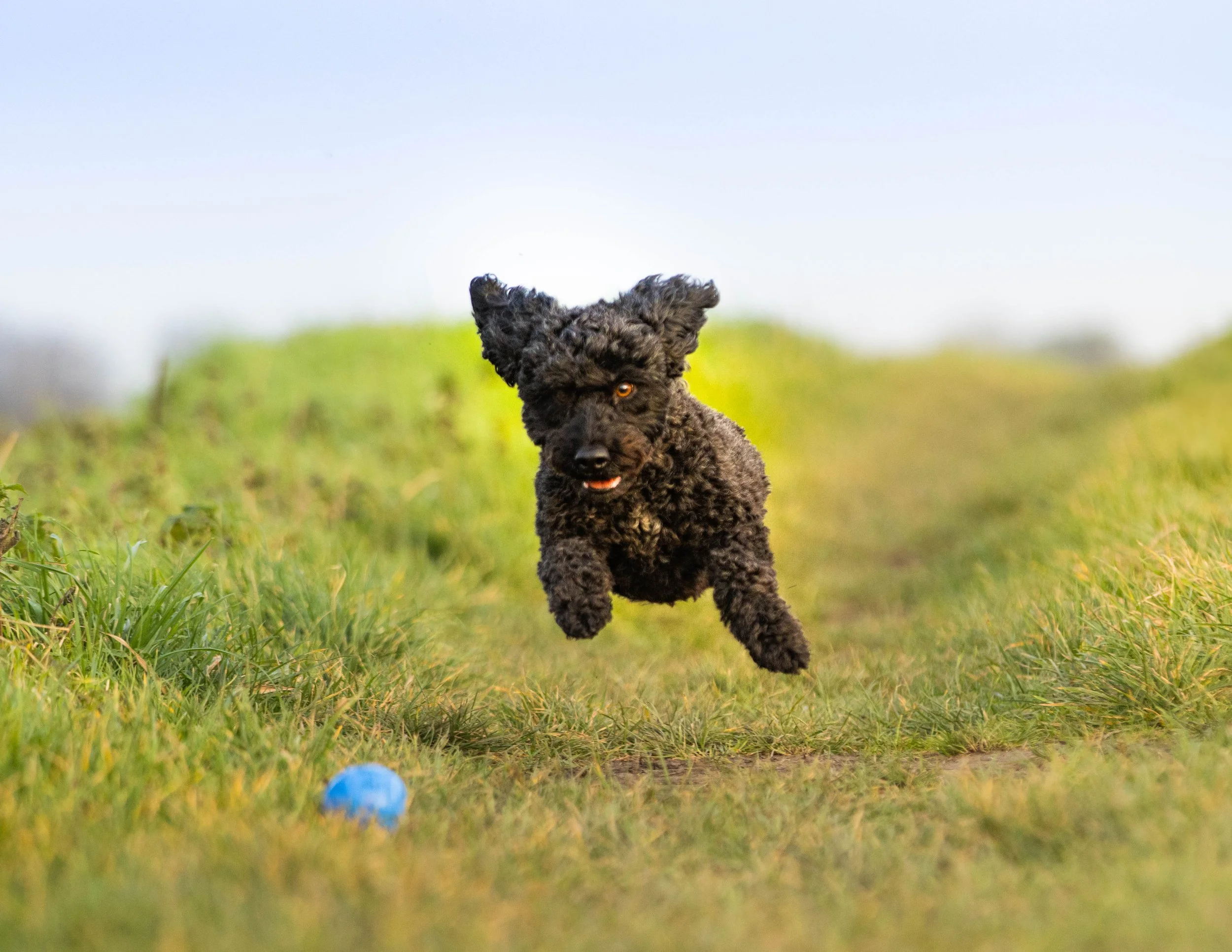 Curly-coated dog leaping towards a blue ball on a grassy path.