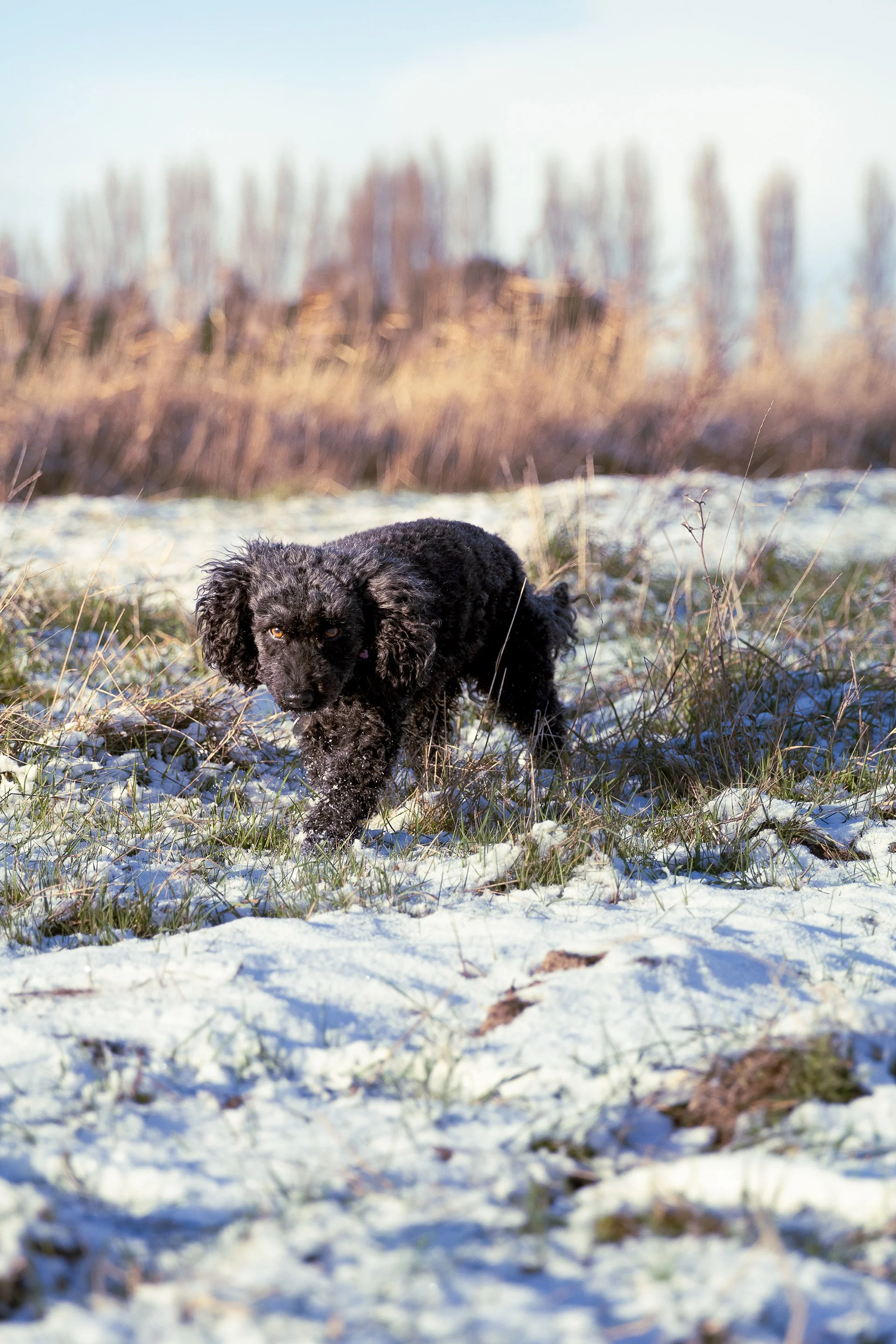 Black curly-coated dog exploring a lightly snow-covered field.