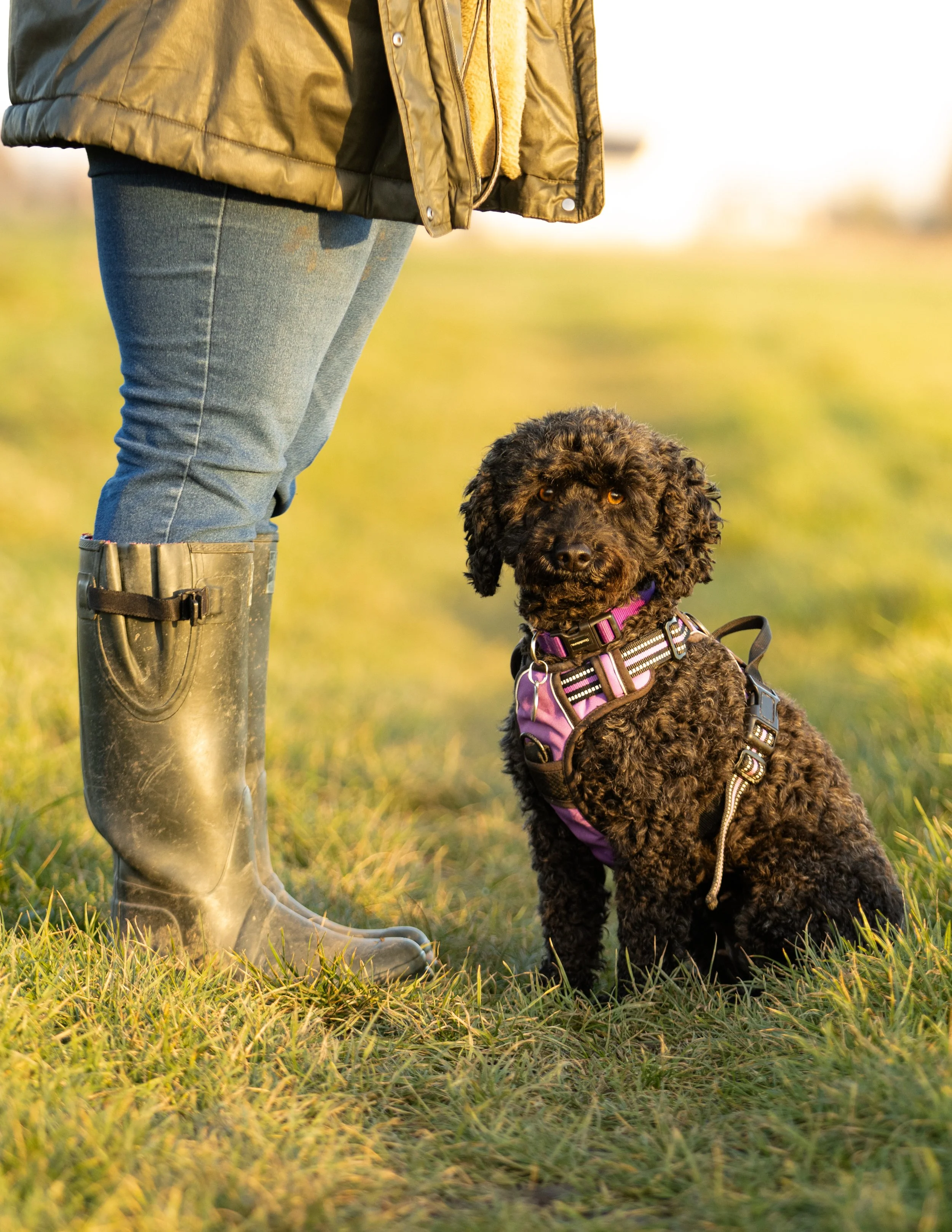 Curly-coated dog sitting beside a person wearing walking boots in a grassy field.
