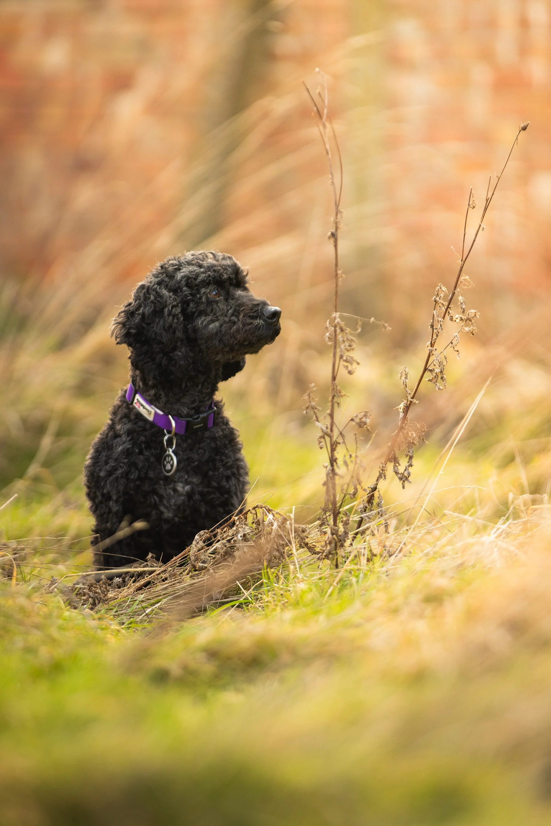 Black curly-coated dog sitting among sunlit grass and bare stems.