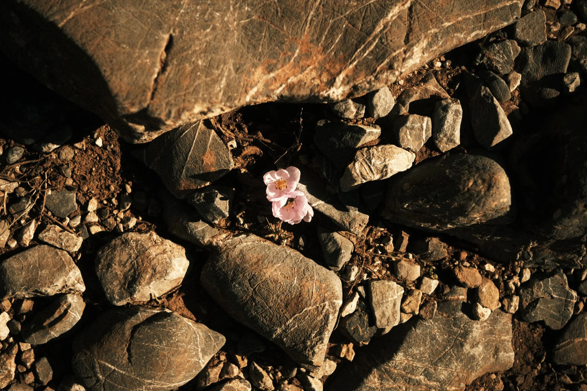 Zwei rosa Blumen wachsen zwischen Steinen und Erde. Jenny Schweiger, Schenewa, Emergenz