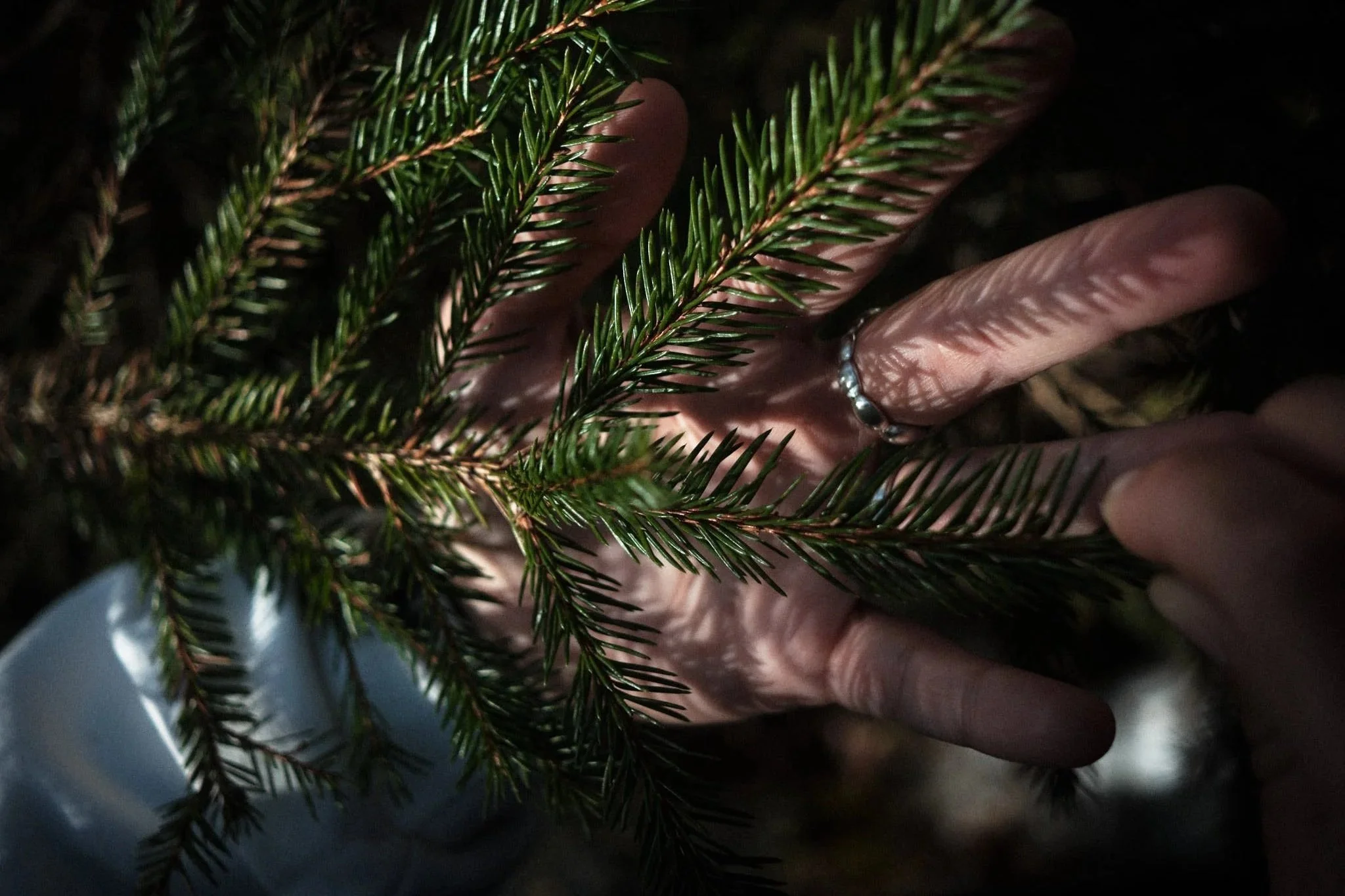 Hände berühren grüne Tannenzweige im Schatten. Jenny Schweiger, Schenewa, Emergenz