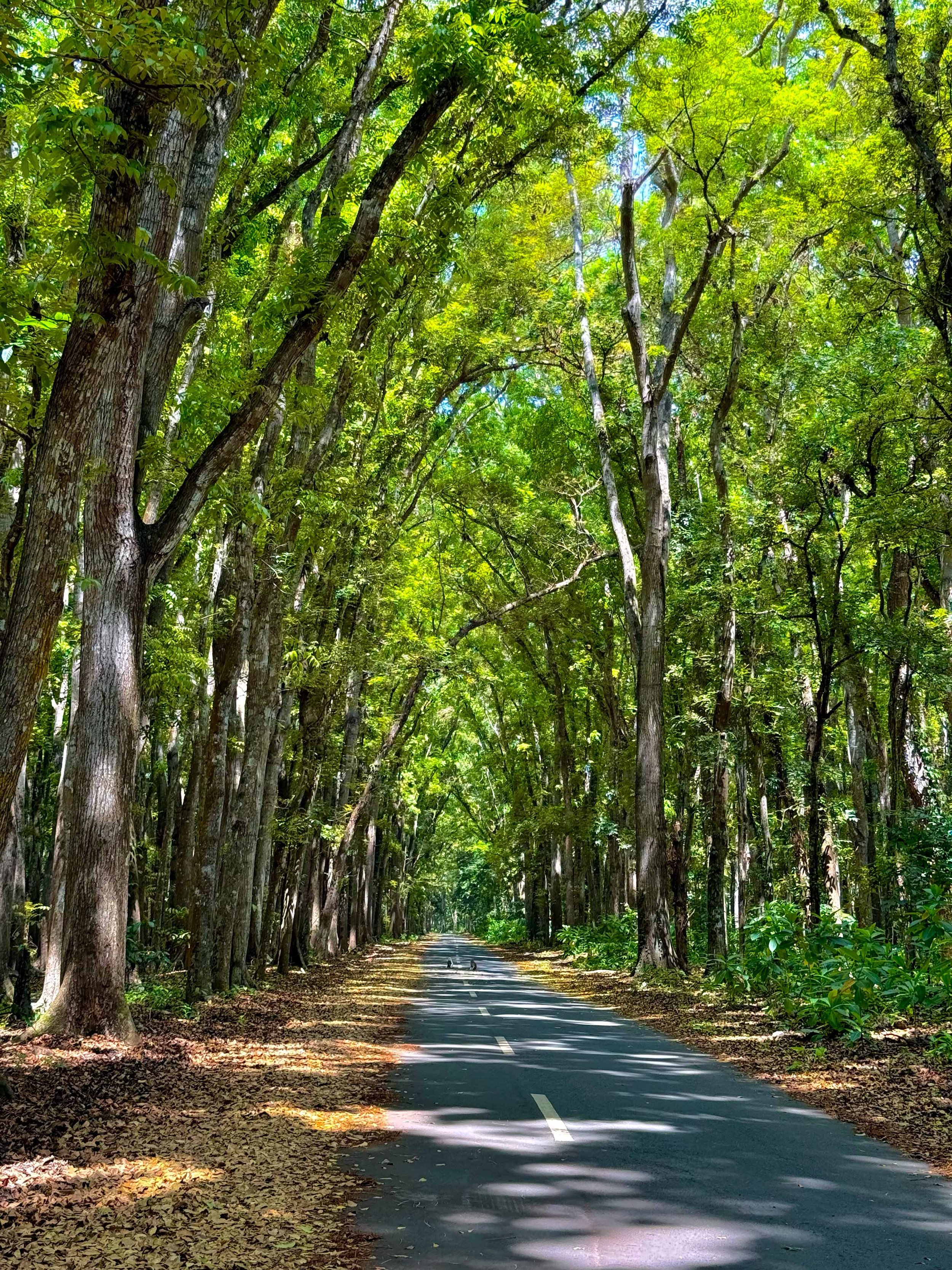Forest.jpg