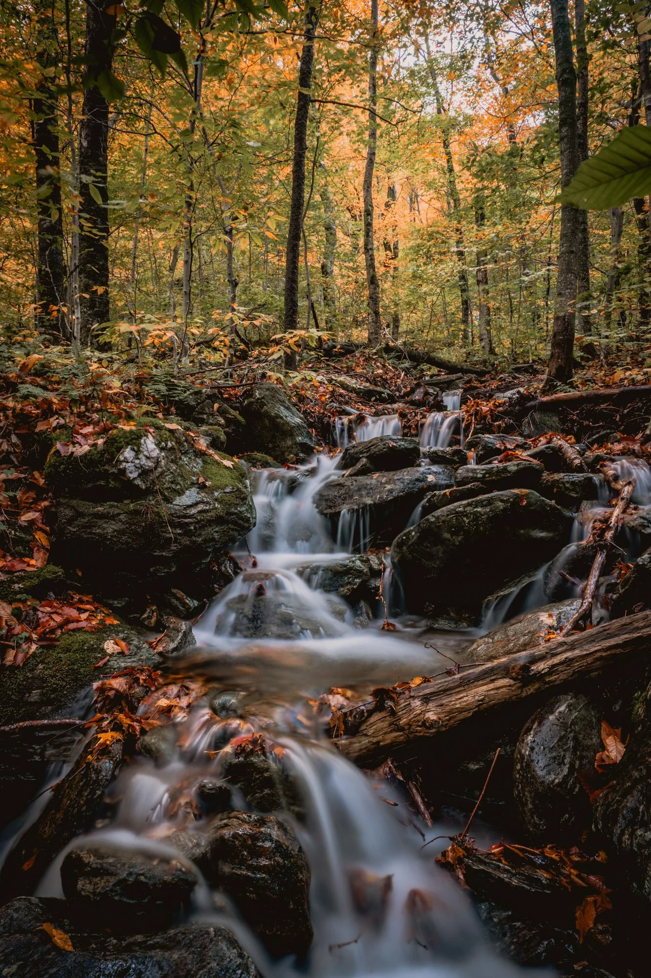 DSC_1620.jpg