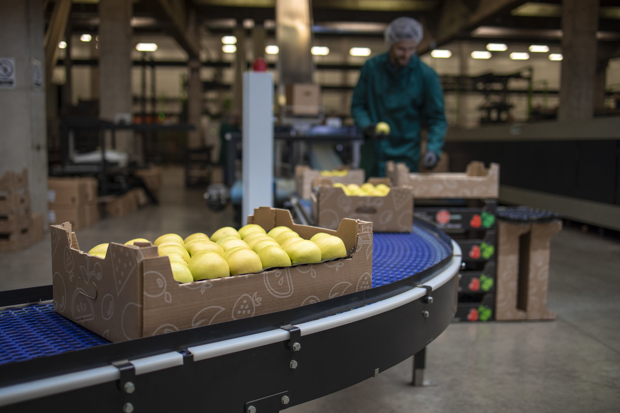 working-organic-food-factory-sorting-green-apples-conveyer-belt-transporting-cold-storage.jpg