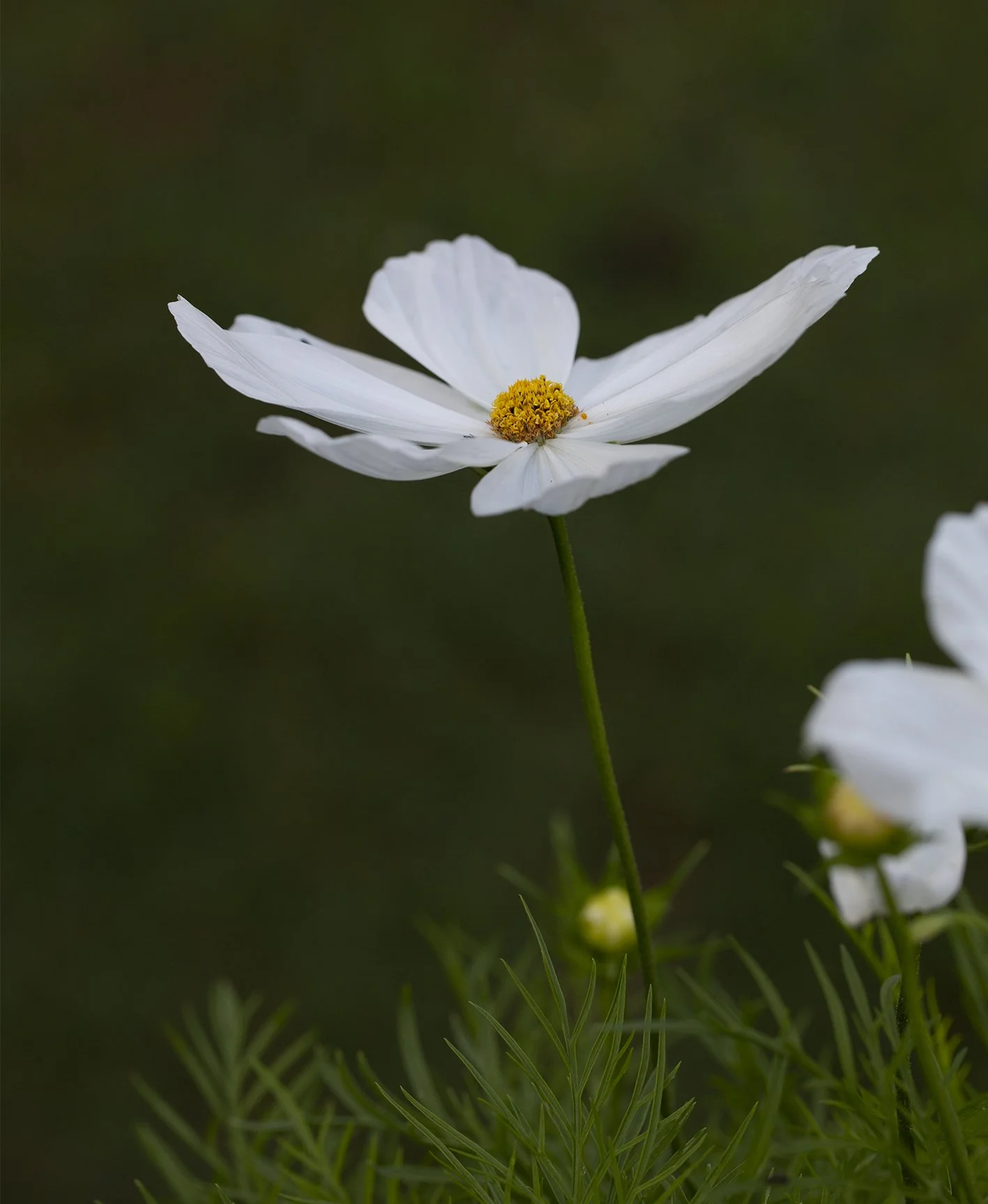 whiteflower04.jpg