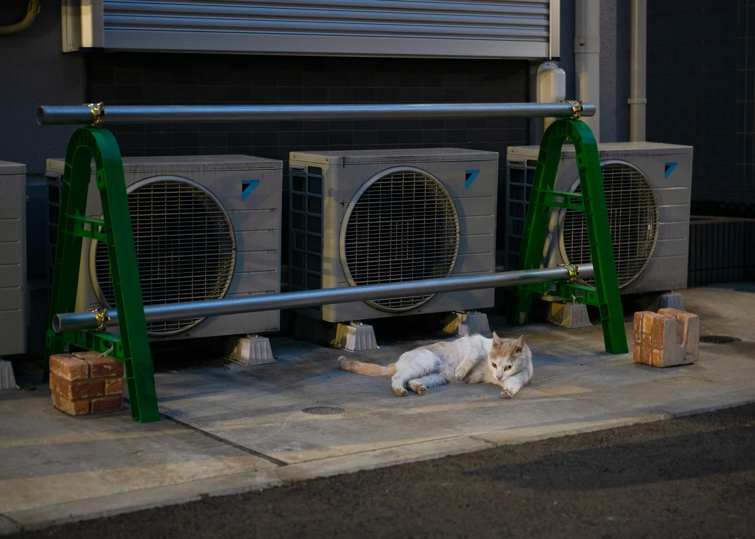 3 23 cat 1reedit.jpeg