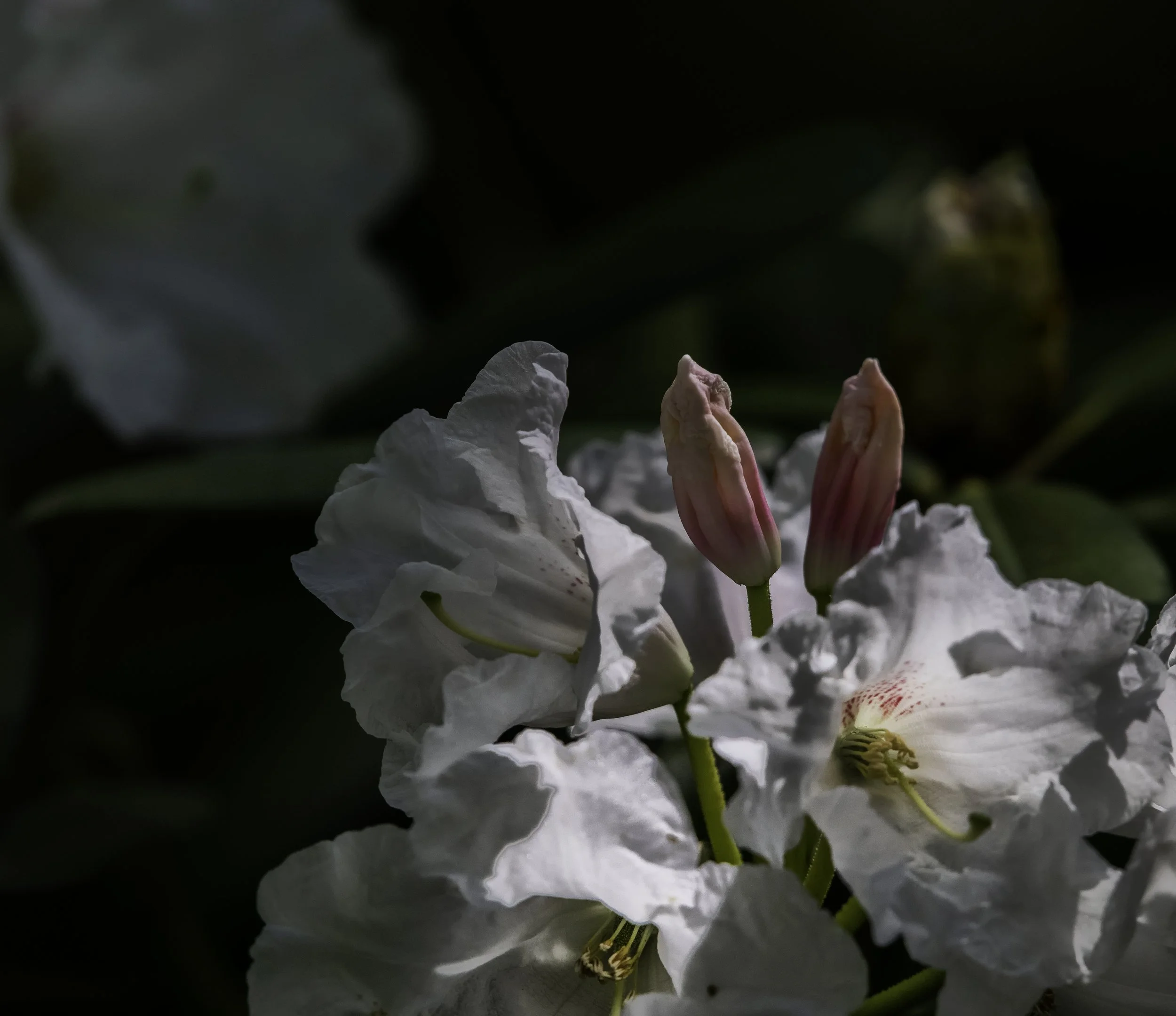 photo apr 23, 2 10 15 pm.jpeg