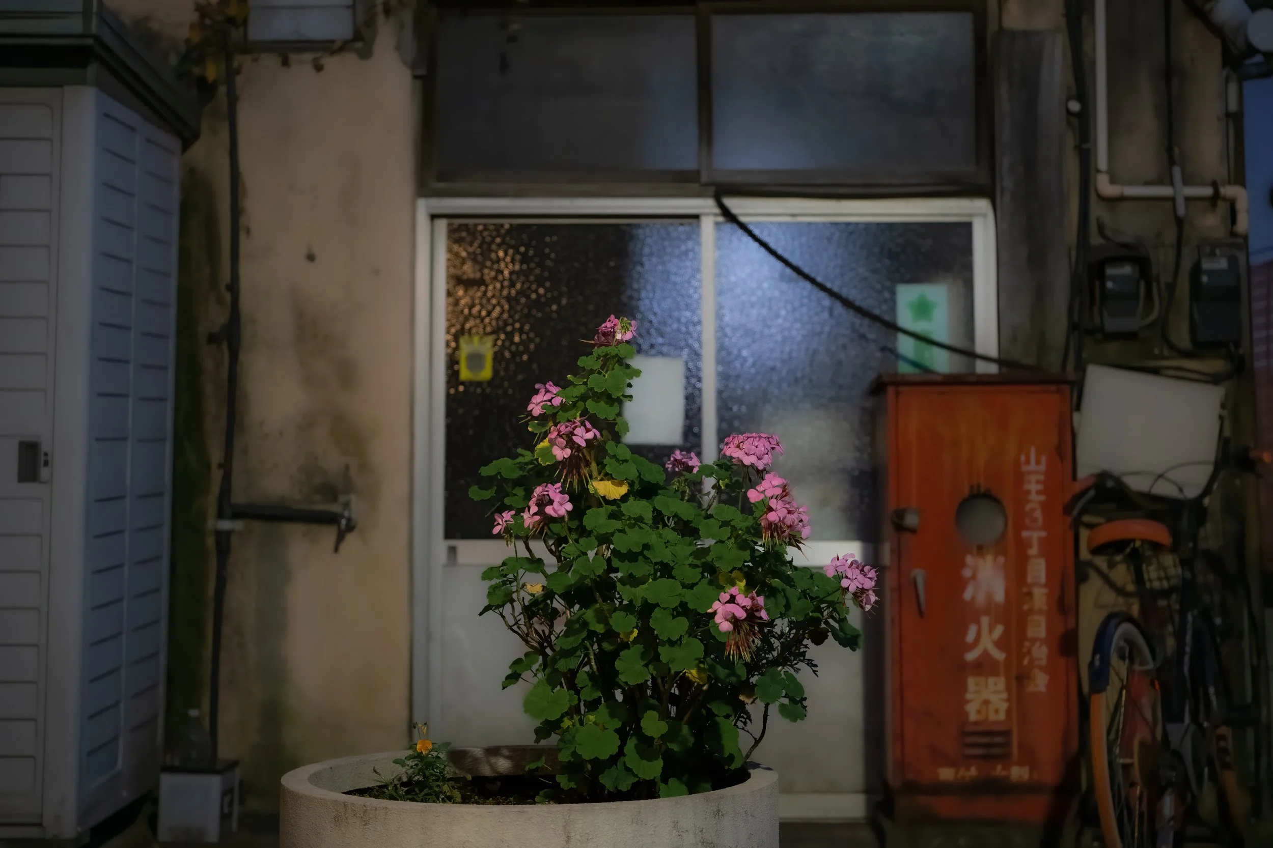 night plant oiimachi.jpeg