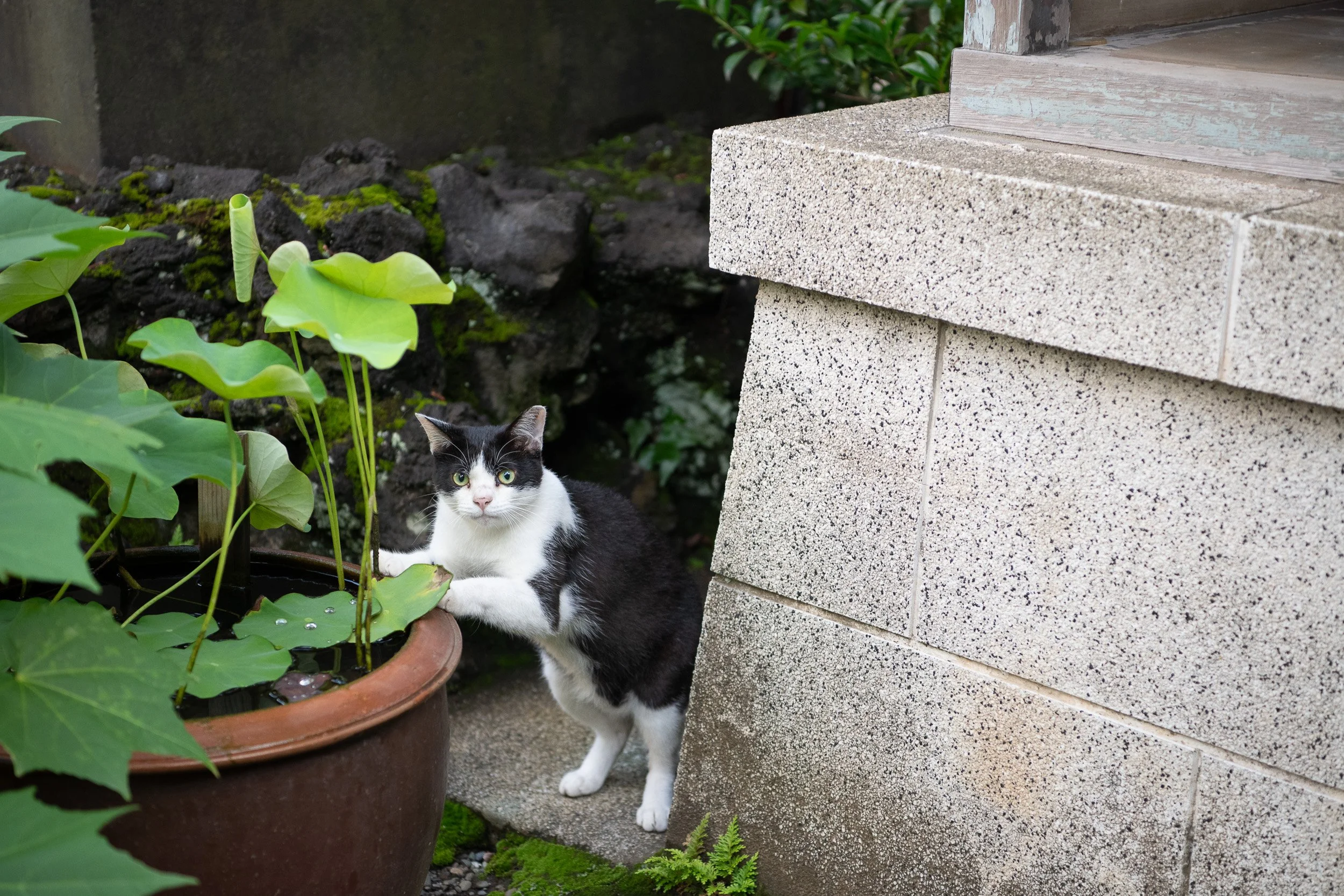 park cat monument 2reedit.jpeg