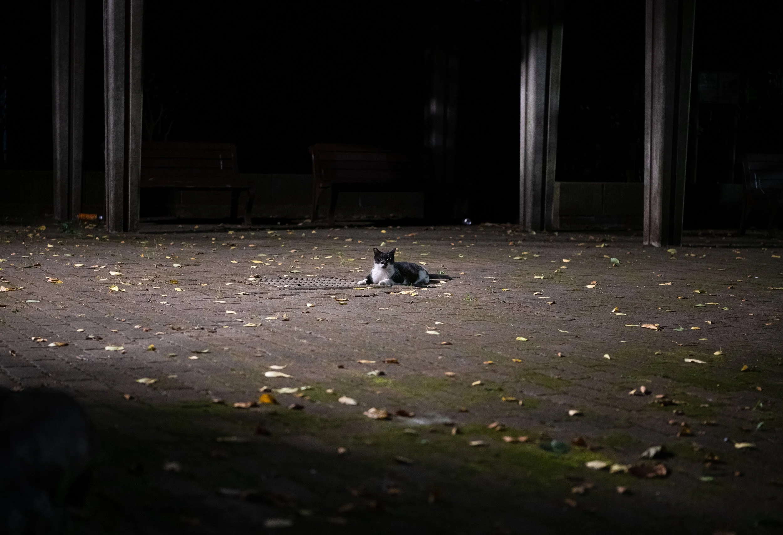 park cat 8 20reedit.jpeg