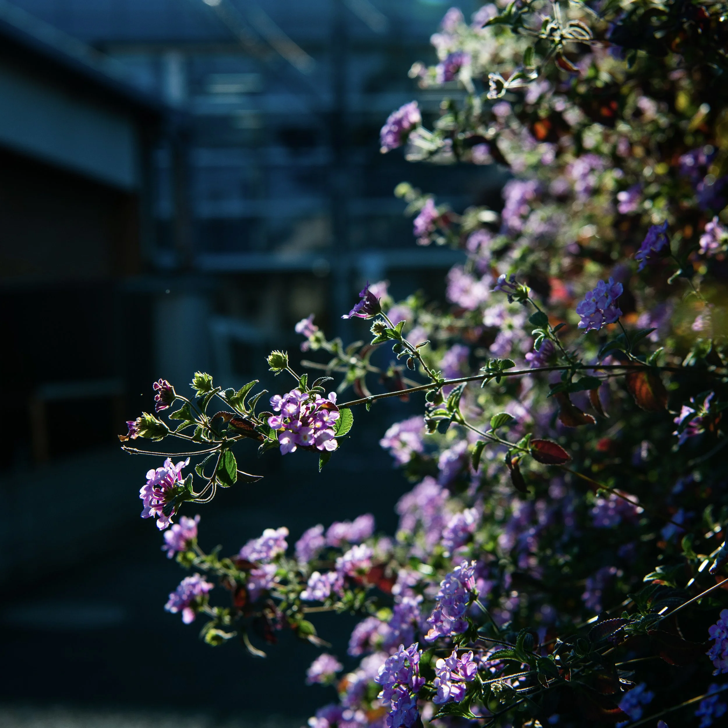 flowers kanemecho.jpeg