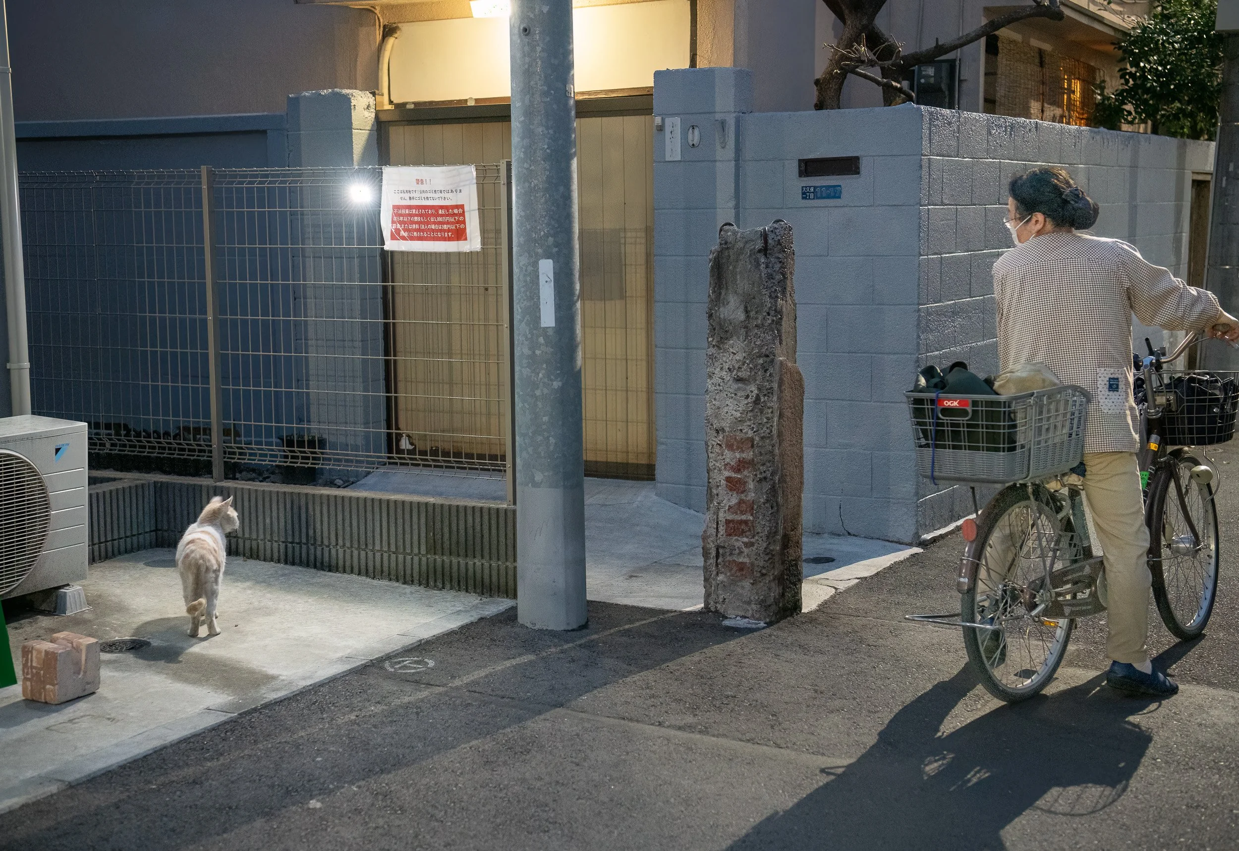 3 23 cat 2reedit.jpeg