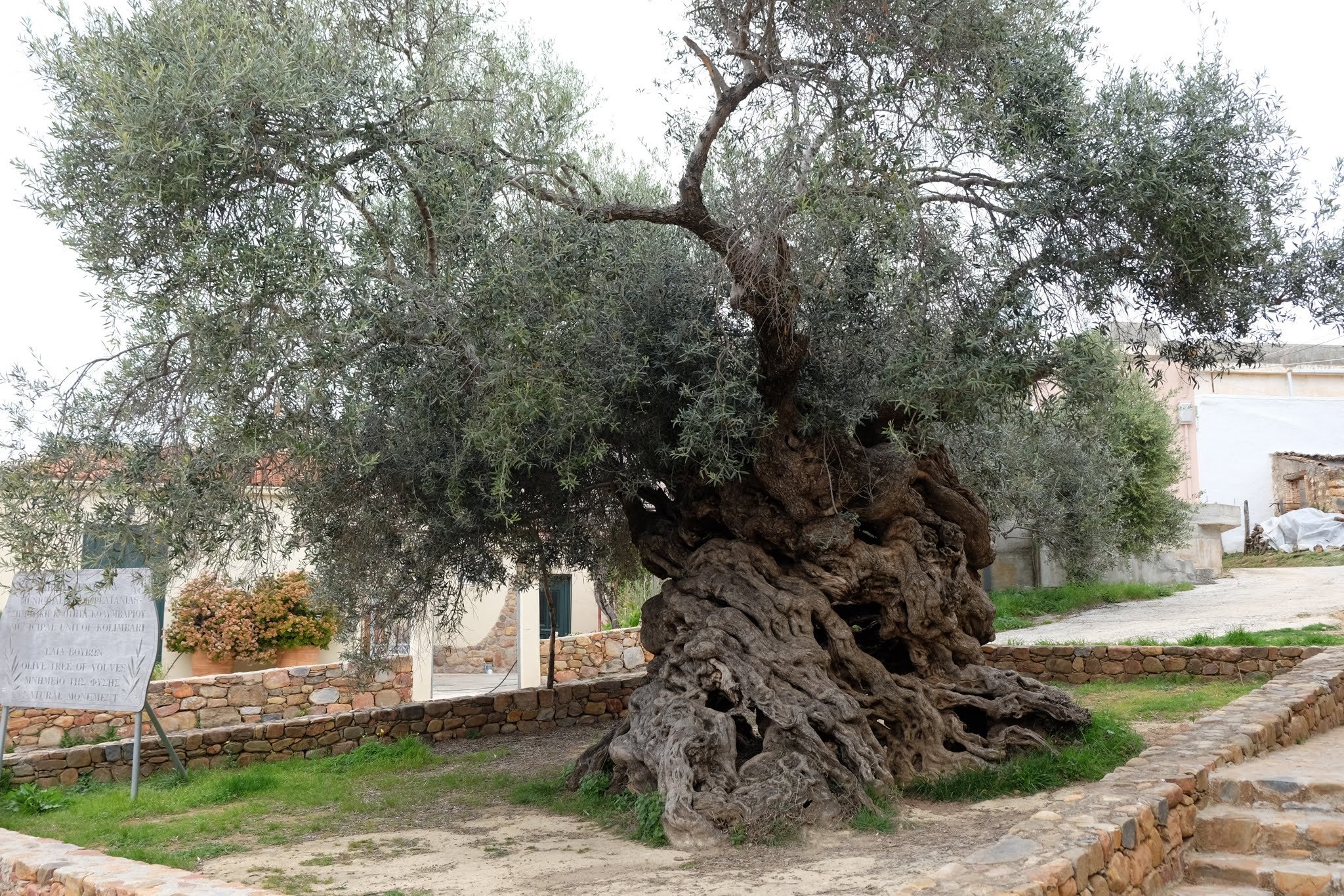 Full view of the Ancient Olive Tree of Vouves surrounded by stone path in Crete