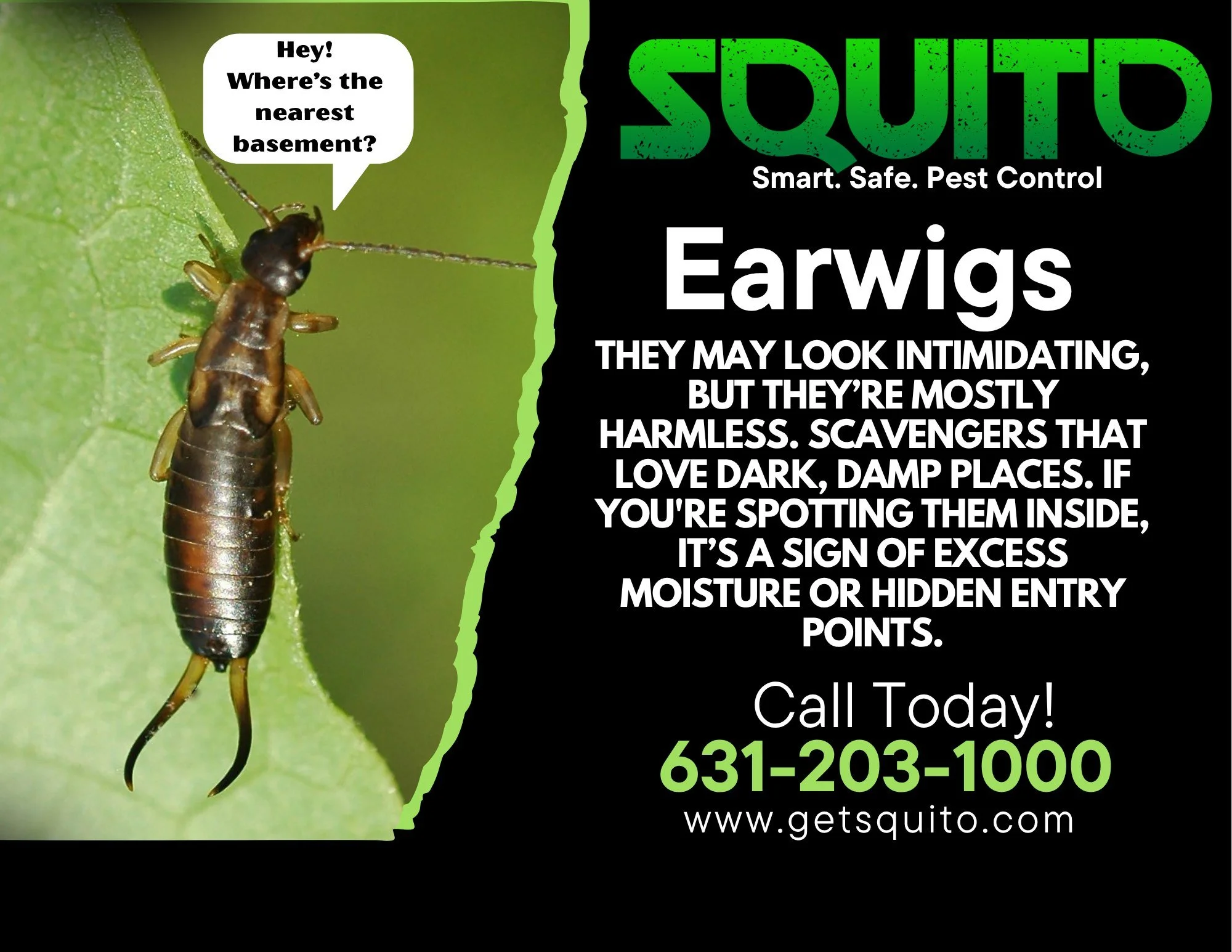 Don&rsquo;t let earwigs crawl their way into your home! These creepy invaders love dark, damp areas and can quickly become a nuisance. At Squito Pest Control, we provide targeted treatments to keep your home earwig-free.. Inside and out.

📞 631-203-