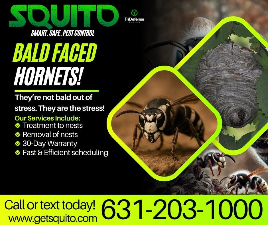 Bald-faced hornets don&rsquo;t mess around, and neither do we! These aggressive stingers defend their nests with fury and can turn your backyard into a danger zone. Don&rsquo;t wait until someone gets stung.

Call SQUITO Pest Control today and wipe o