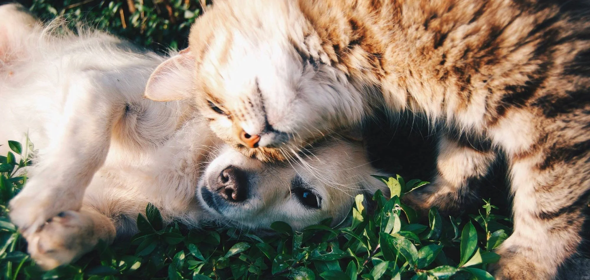 Un chien et un chat se câlinent allongés sur de l'herbe, avec le chat frottant sa tête contre celle du chien.