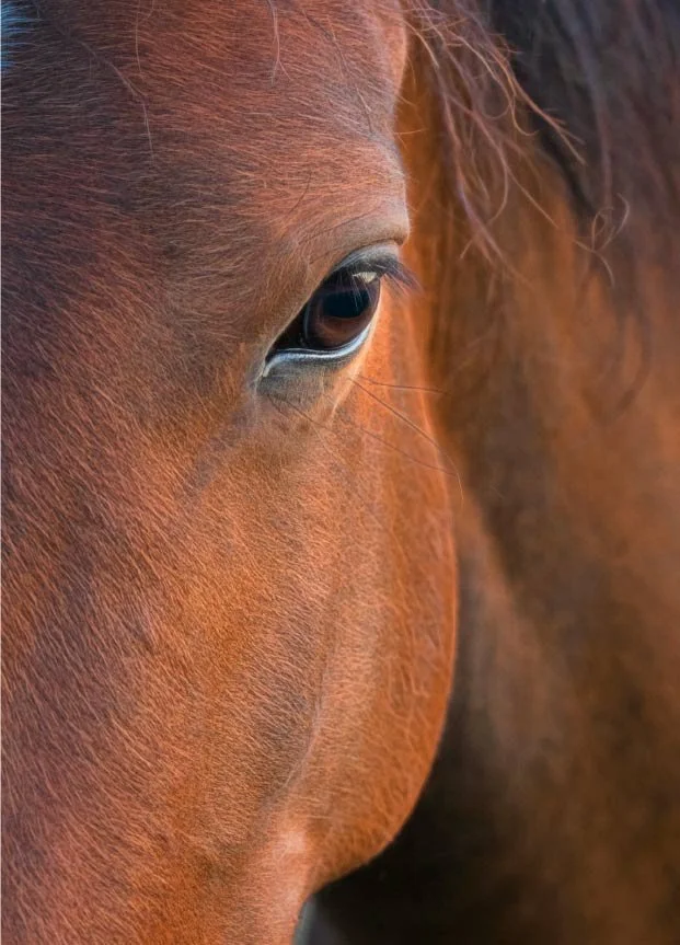 Gros plan de l'œil d'un cheval brun.