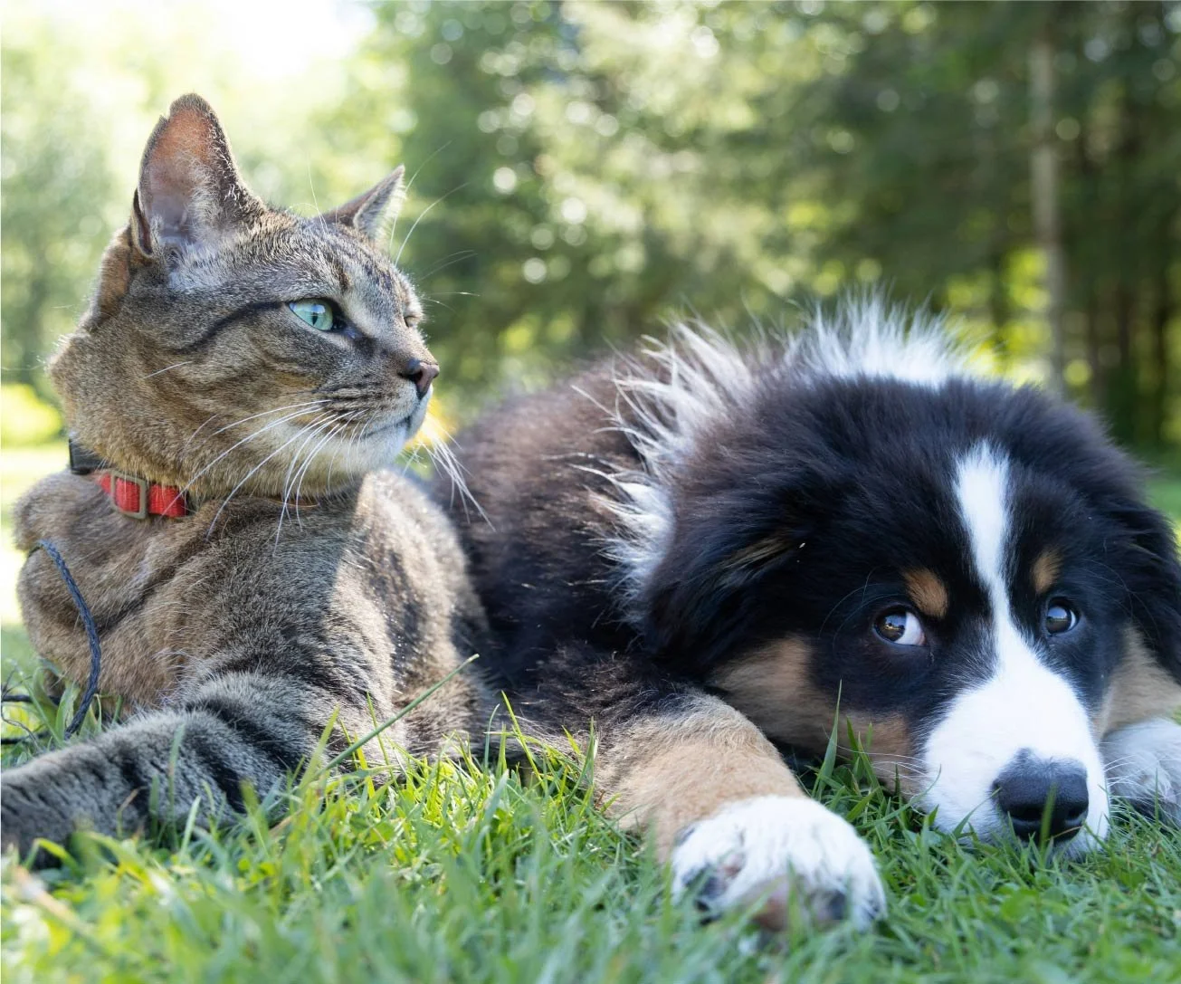 Chat gris et chien noir et blanc couchés sur l'herbe.