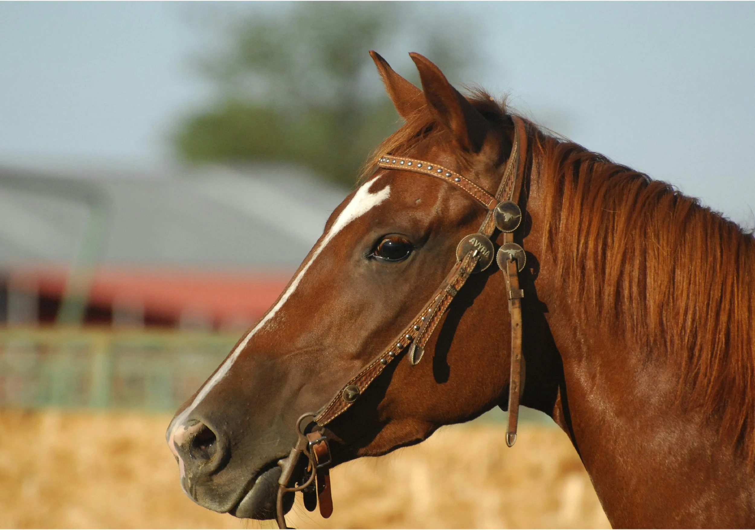 Gros plan d'un cheval brun avec un harnais en cuir, fond flou.