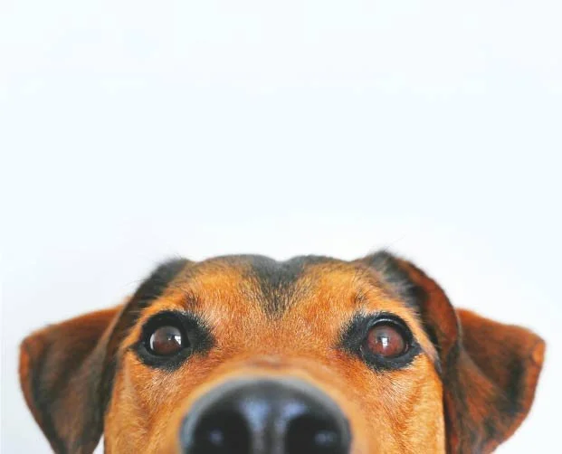 Gros plan du visage d'un chien curieux regardant vers le haut.