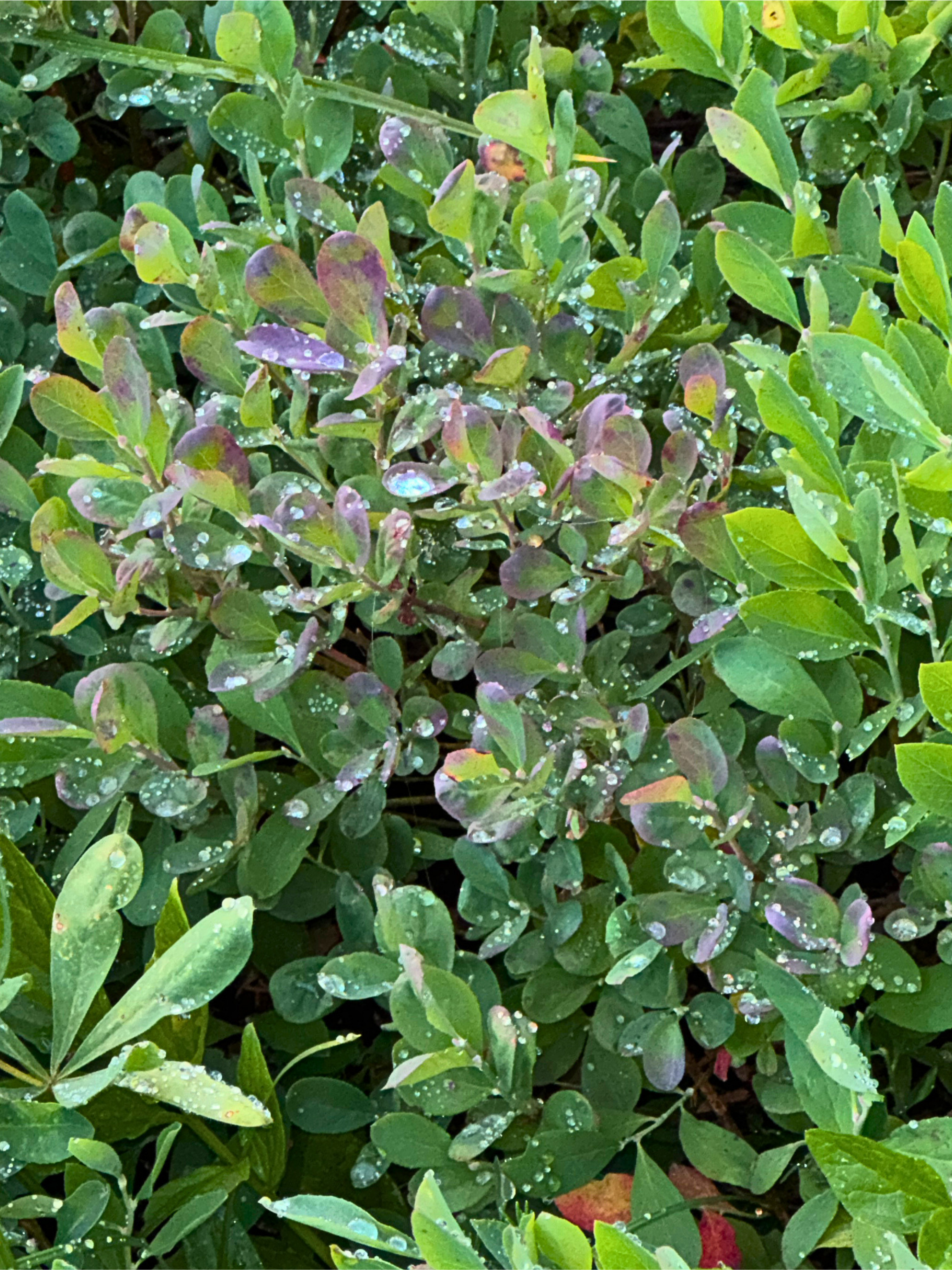 Untitled design (15).png